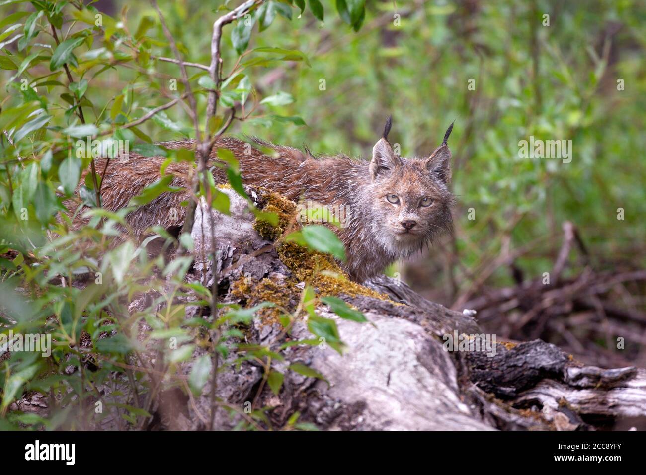 La lince canadese (Lynx canadensis) accovacciata su un tronco muschiato, osserva con forza il sottobosco frondoso e si fonde nel suo fitto habitat forestale. Foto Stock