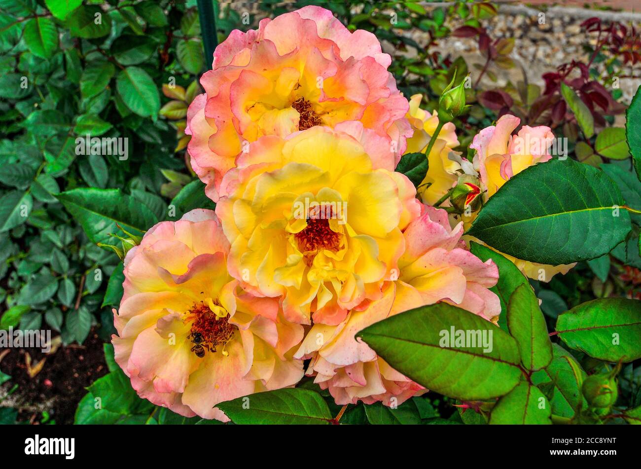 Belle e delicate rose in giardino con petali rosa-gialli su sfondo sfocato. Meravigliosi fiori di rosa delicati da vicino. Biglietto d'auguri floreale o post Foto Stock