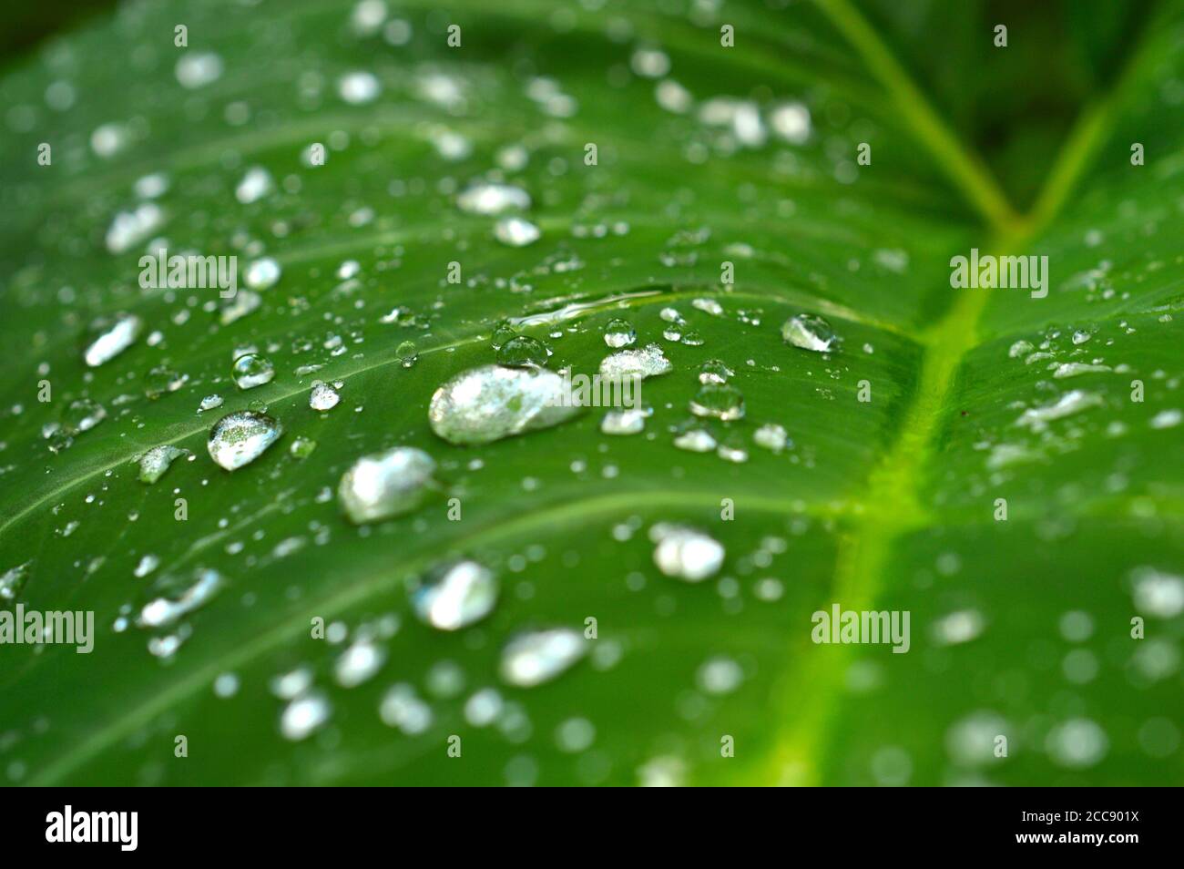 immagine di closeup delle gocce di rugiada su una foglia con la luce rifrangente. Foto Stock