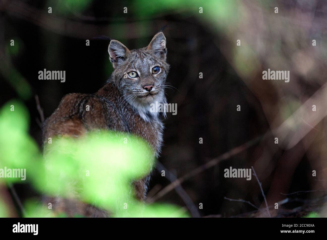 La lince canadese (Lynx canadensis) con un occhio ferito e le orecchie tufted si ferma in una foresta ombrosa, incorniciata da un soffice fogliame verde. Foto Stock