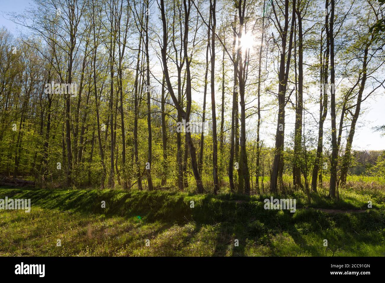 Il sole splende attraverso i T a primavera, Nord Reno-Westfalia, Germania, Europa Foto Stock