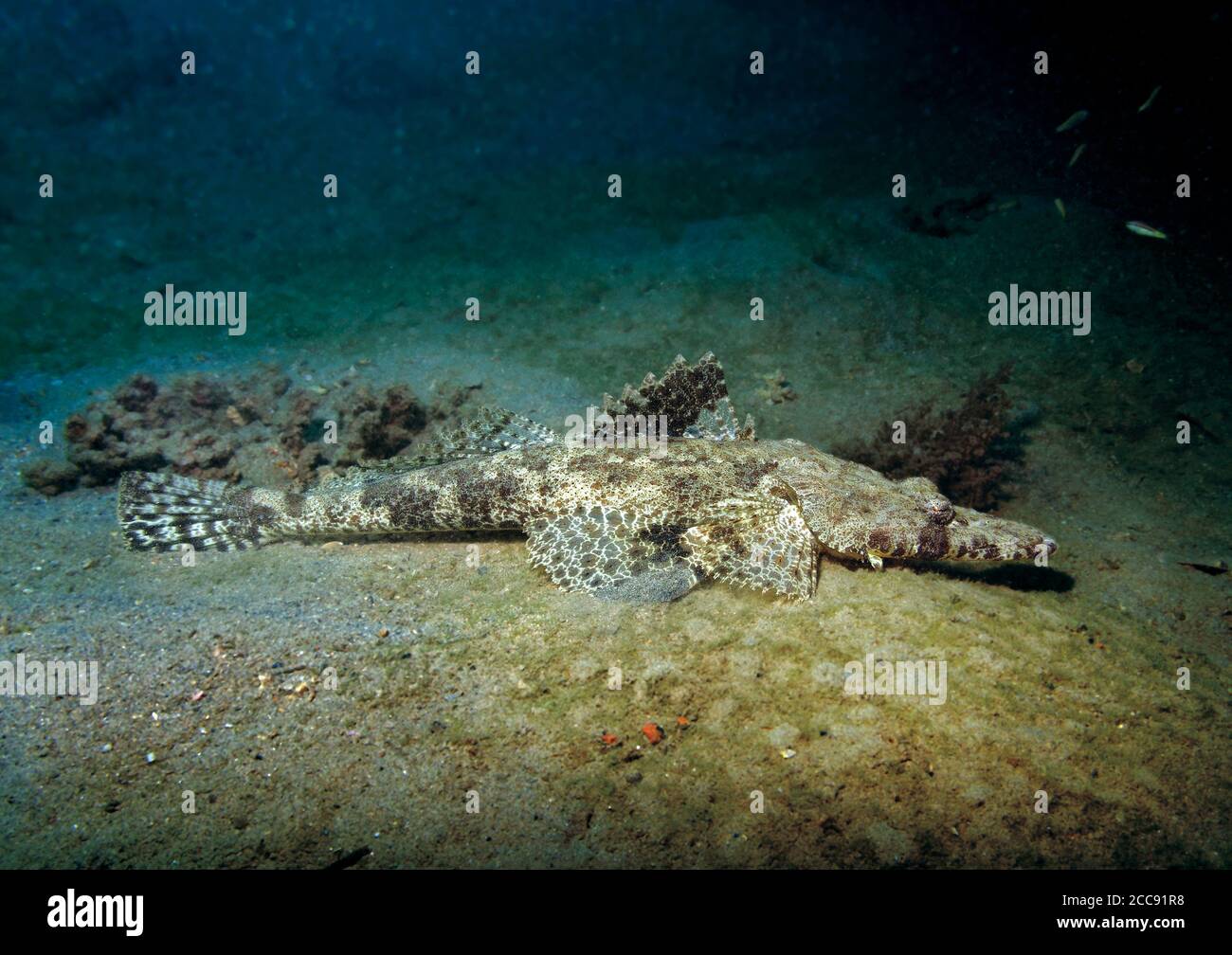 Crocodilefish, Papilloculiceps longiceps, su fondali sabbiosi, Marsa Alam, Mar Rosso, Egitto Foto Stock