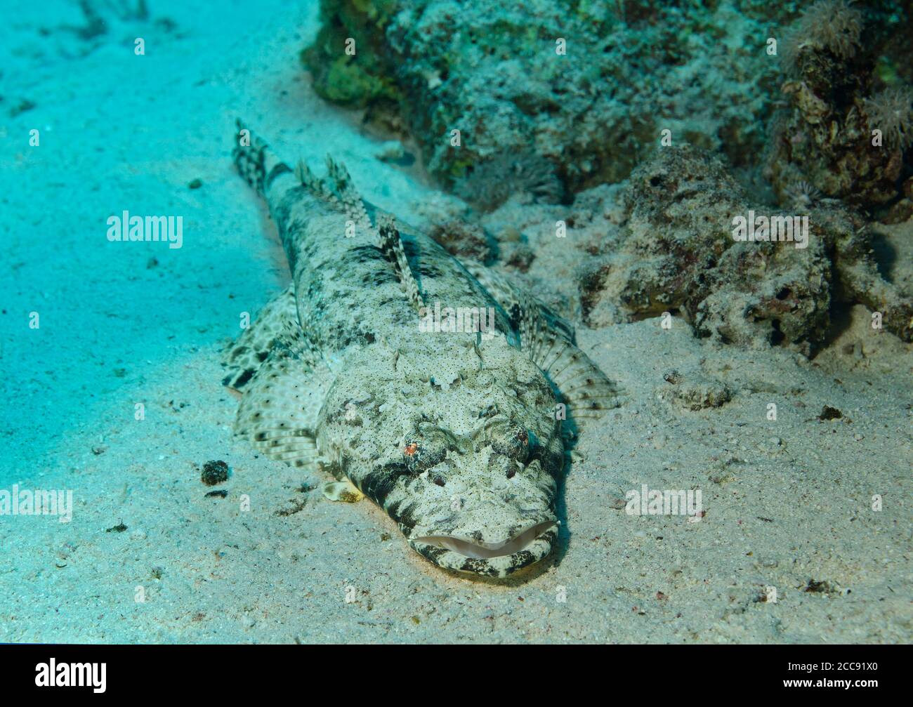 Crocodilefish, Papilloculiceps longiceps, su fondali sabbiosi, Marsa Alam, Mar Rosso, Egitto Foto Stock