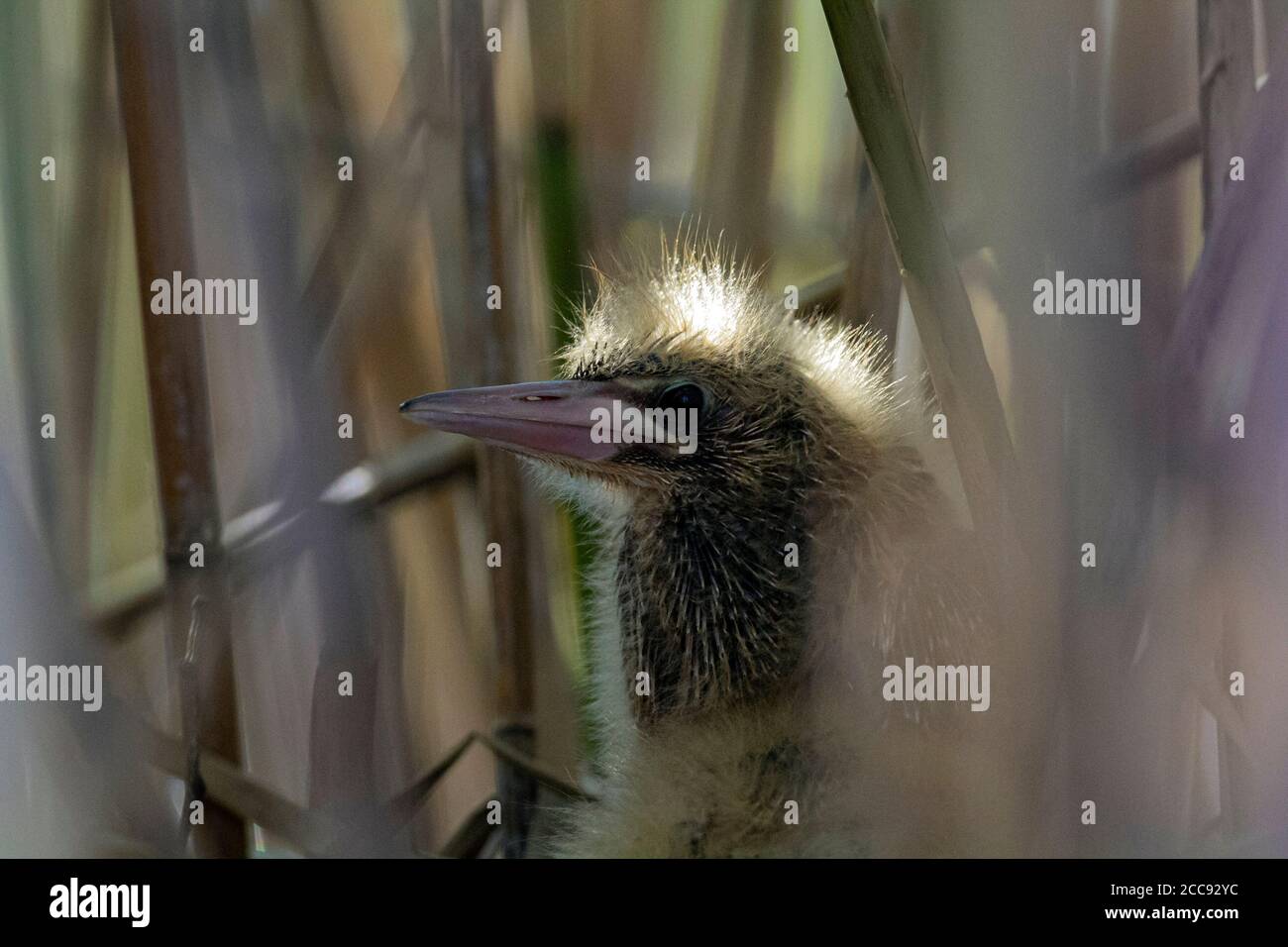 Cazzo di Bittern (Ixobrychus minutus) nascosto in campo di canna vicino al loro nido in Italia. Foto Stock