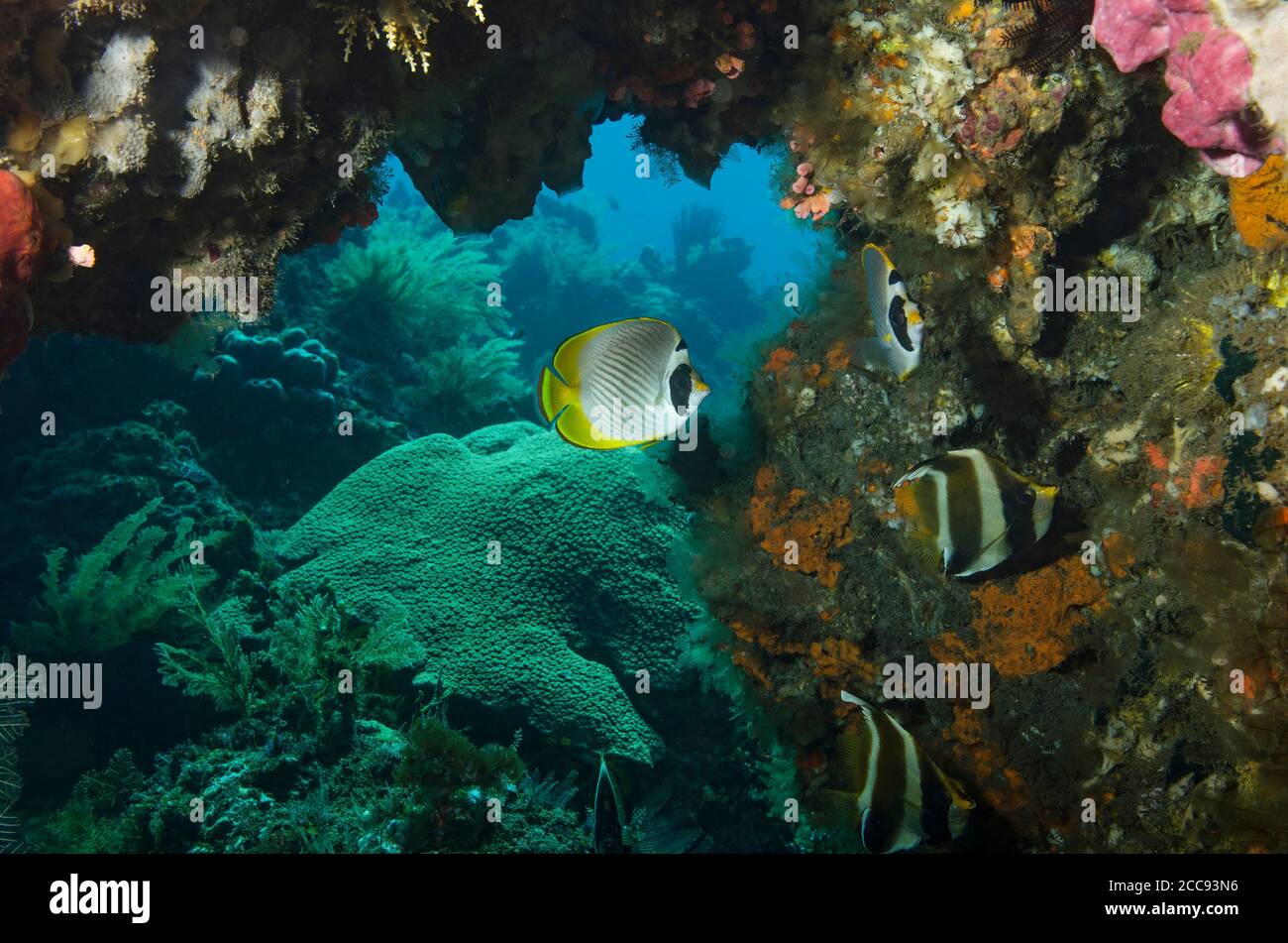 Panda butterflyfish, Chaetodon adiergastos, al riparo in grotta, con novellame di pesce fantasma, Heniochus pleurotaenia, Tulamben, Bali Foto Stock