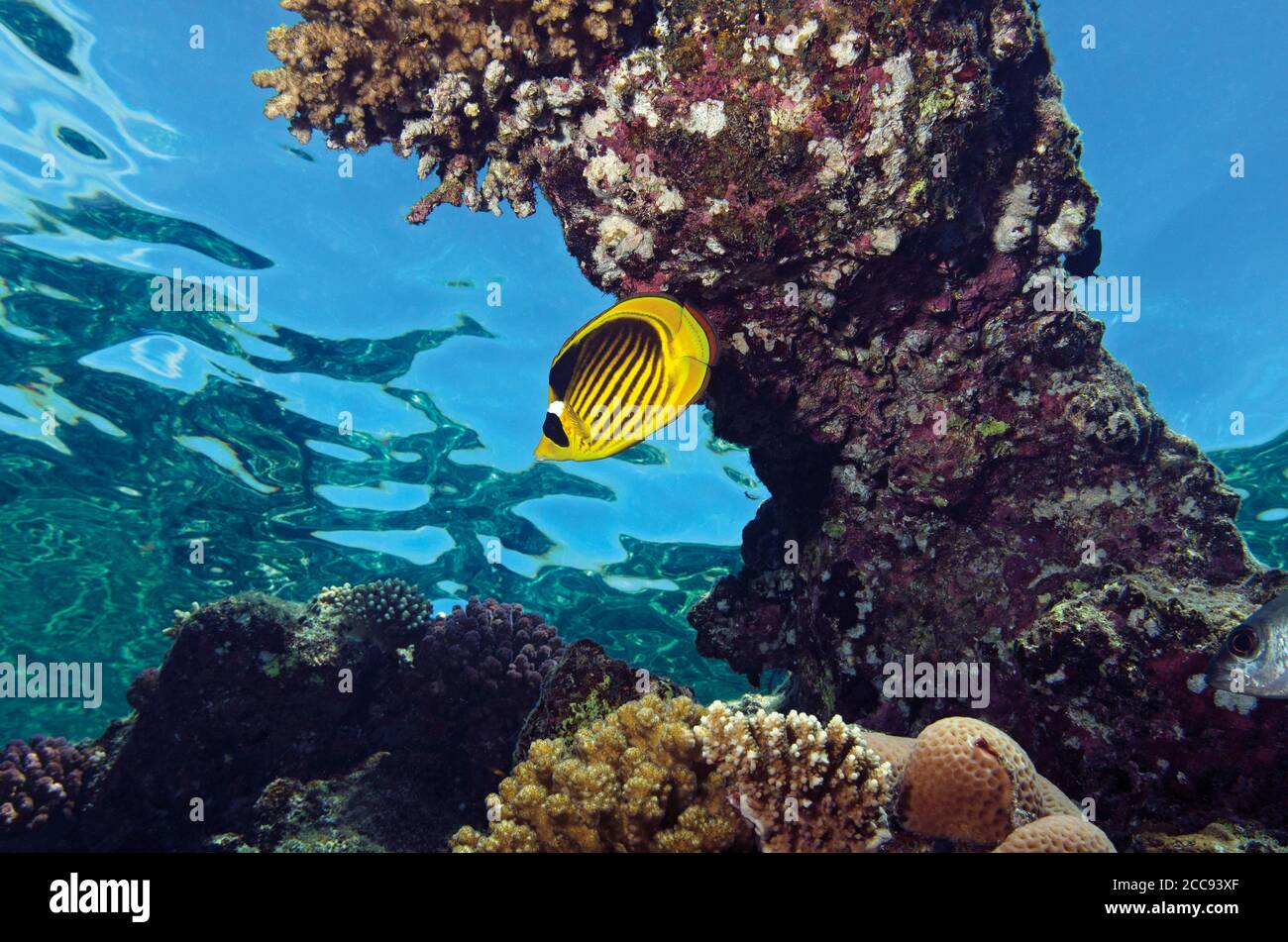 Pesce farfalla del Racoon del Mar Rosso, Chaetodon fascciatus, riparo nella barriera corallina, vicino alle acque di superficie, Alam Marsa, Mar Rosso, Egitto Foto Stock