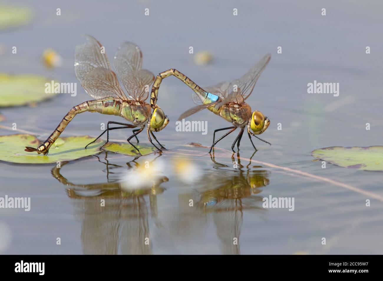 Adulto maschio e femmina Imperatore Vagrante (Anax ephippiger) che depone le uova su Nymphoides peltata al Millingerwaard nei Paesi Bassi. Foto Stock
