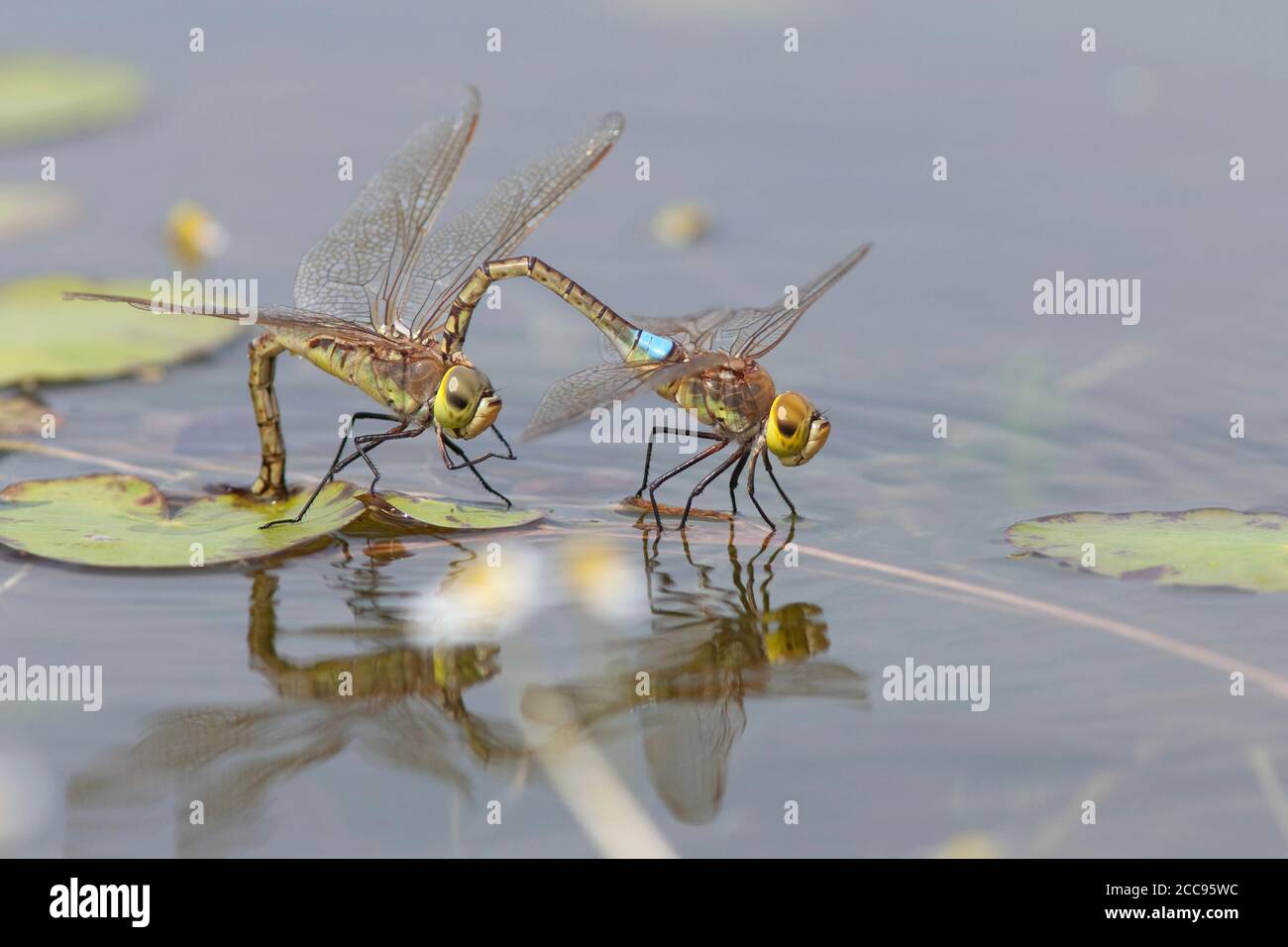 Adulto maschio e femmina Imperatore Vagrante (Anax ephippiger) che depone le uova su Nymphoides peltata al Millingerwaard nei Paesi Bassi. Foto Stock