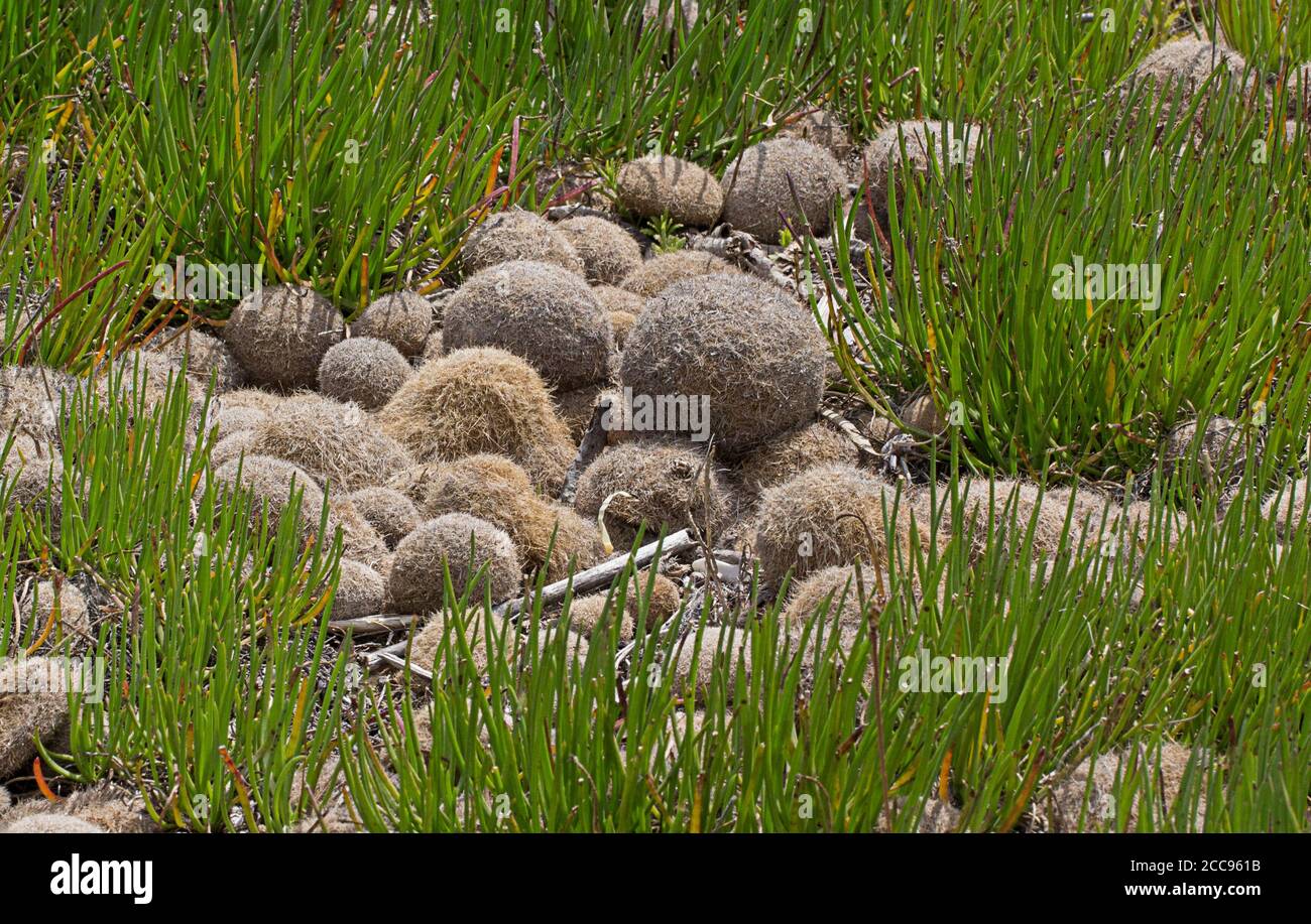 Palle di materiale fibroso di Nettuno o di alghe mediterranee (Posidonia oceanica) su una spiaggia in Sicilia Foto Stock