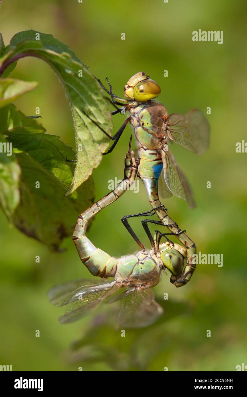 Ruota di accoppiamento Vagrant Emperor (Anax ephippiger), maschio e femmina, per adulti, su zecca d'acqua al Millingerwaard nei Paesi Bassi. Foto Stock