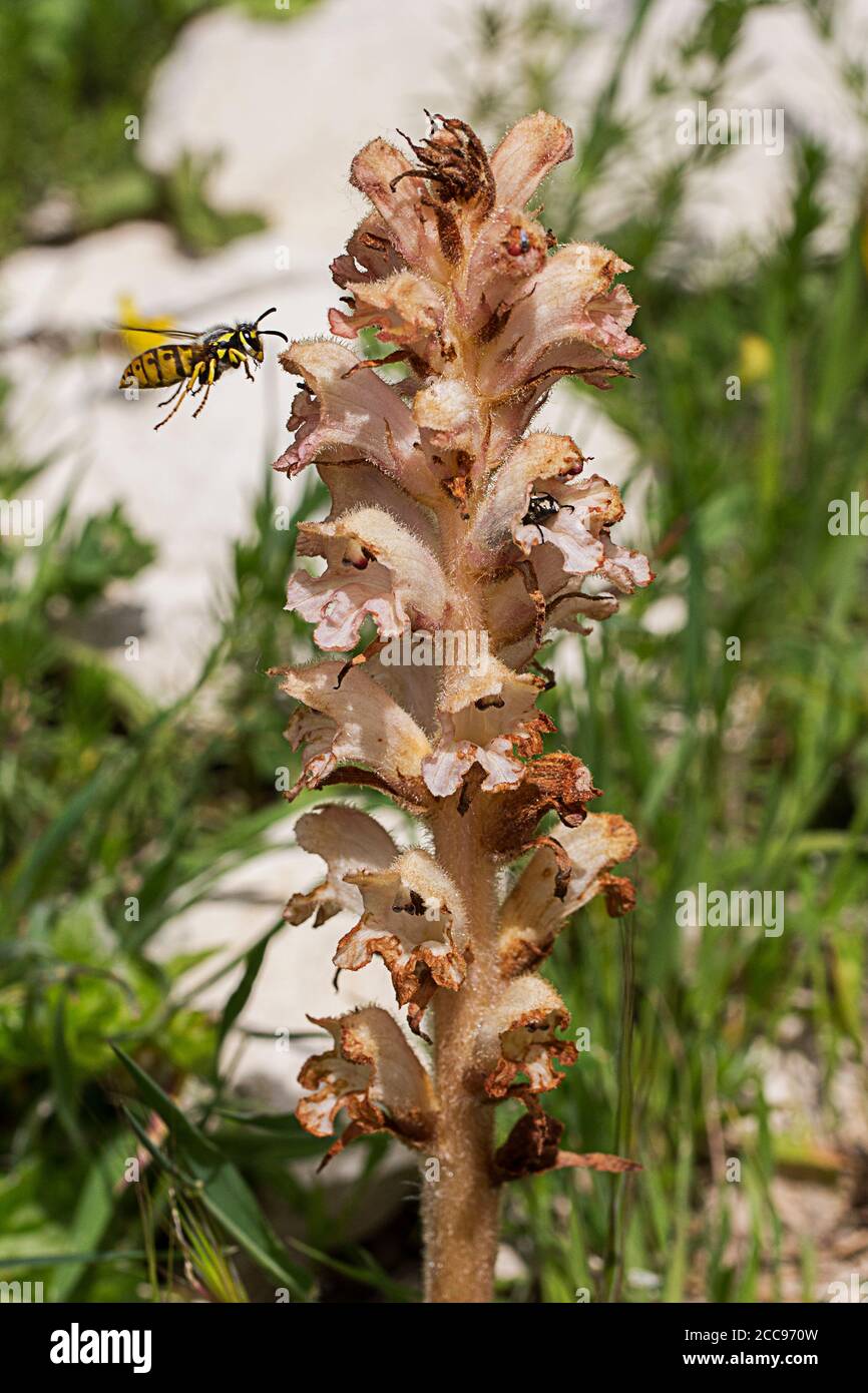WASP in visita a un fiore di broomrapa peloso (Orobanche pubescens) Foto Stock