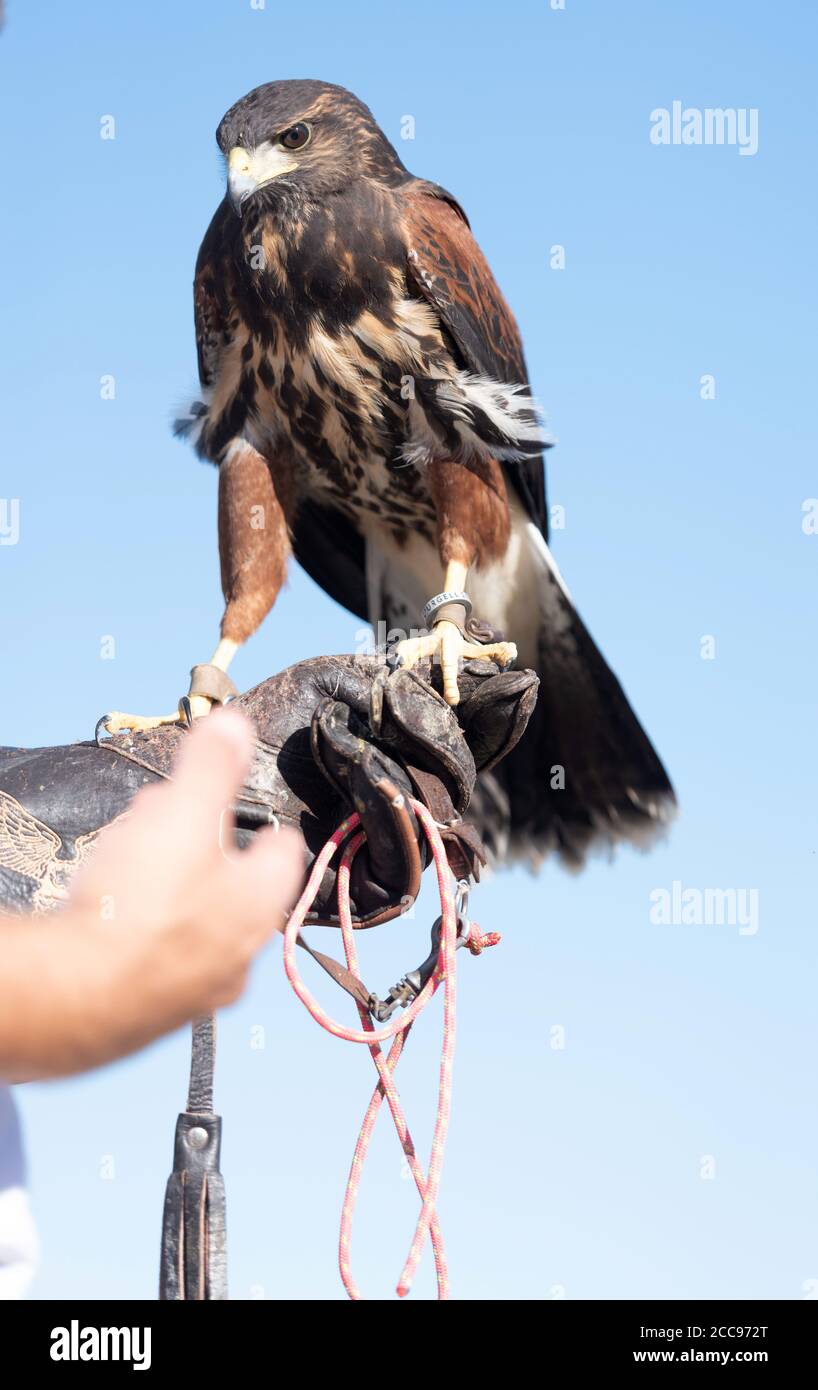 Falconer tiene in mano un giovane falco Foto Stock