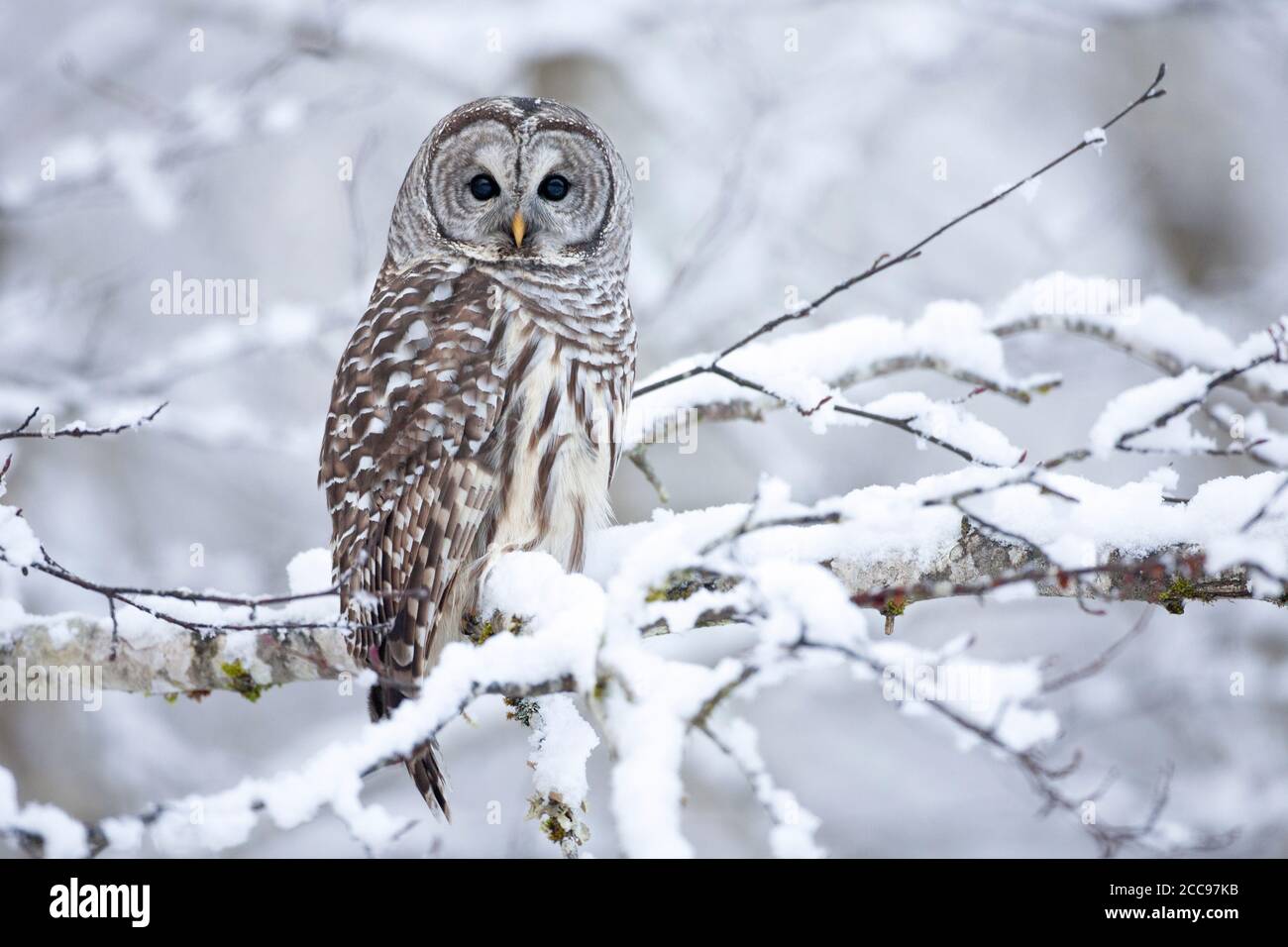 Un gufo sbarrato appollaiato in un albero dopo una fresca nevicata, a nord-ovest, BC, Canada. Uccello selvatico, fotografato eticamente. Foto Stock