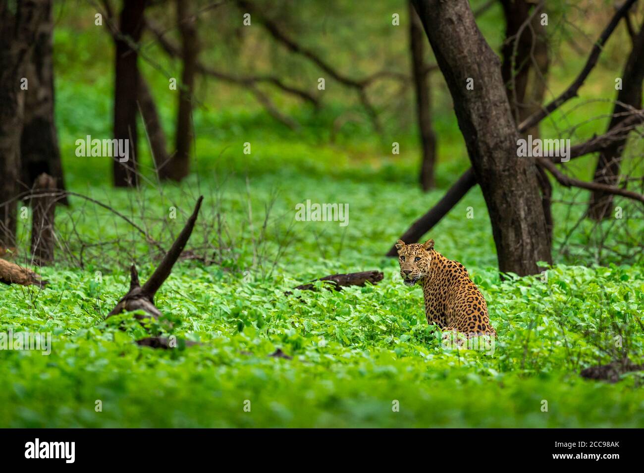 Femmina selvaggio leopardo o pantera in sfondo verde naturale in monsone stagione safari a jhalana leopardo o foresta riserva jaipur rajasthan india - pantaloni Foto Stock