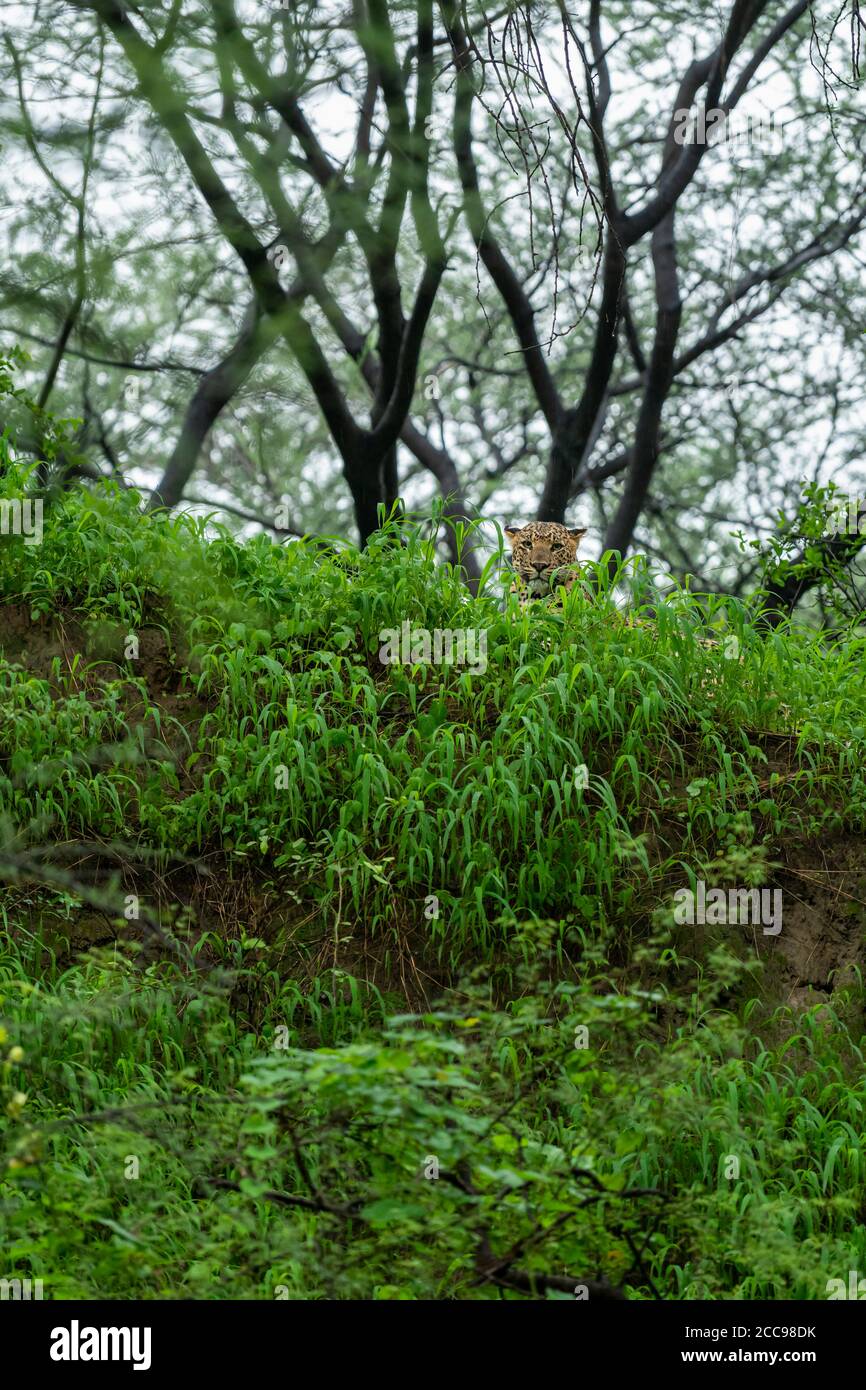 leopardo maschile selvaggio o pantera in cielo sfondo in monsone safari di stagione al leopardo jhalana o riserva forestale jaipur rajasthan india - panthera pardus Foto Stock