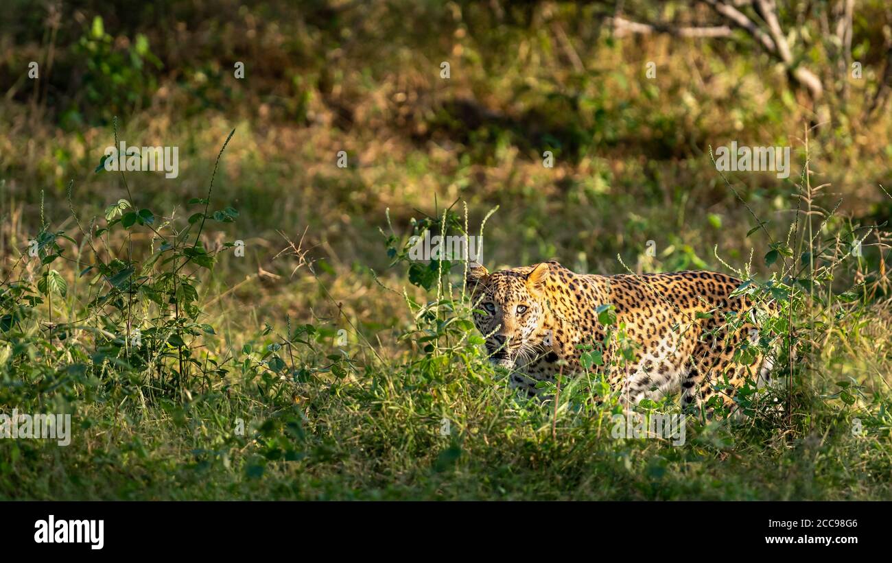 Femmina selvaggio leopardo o pantera in sfondo verde naturale in monsone stagione safari a jhalana leopardo o foresta riserva jaipur rajasthan india - pantaloni Foto Stock