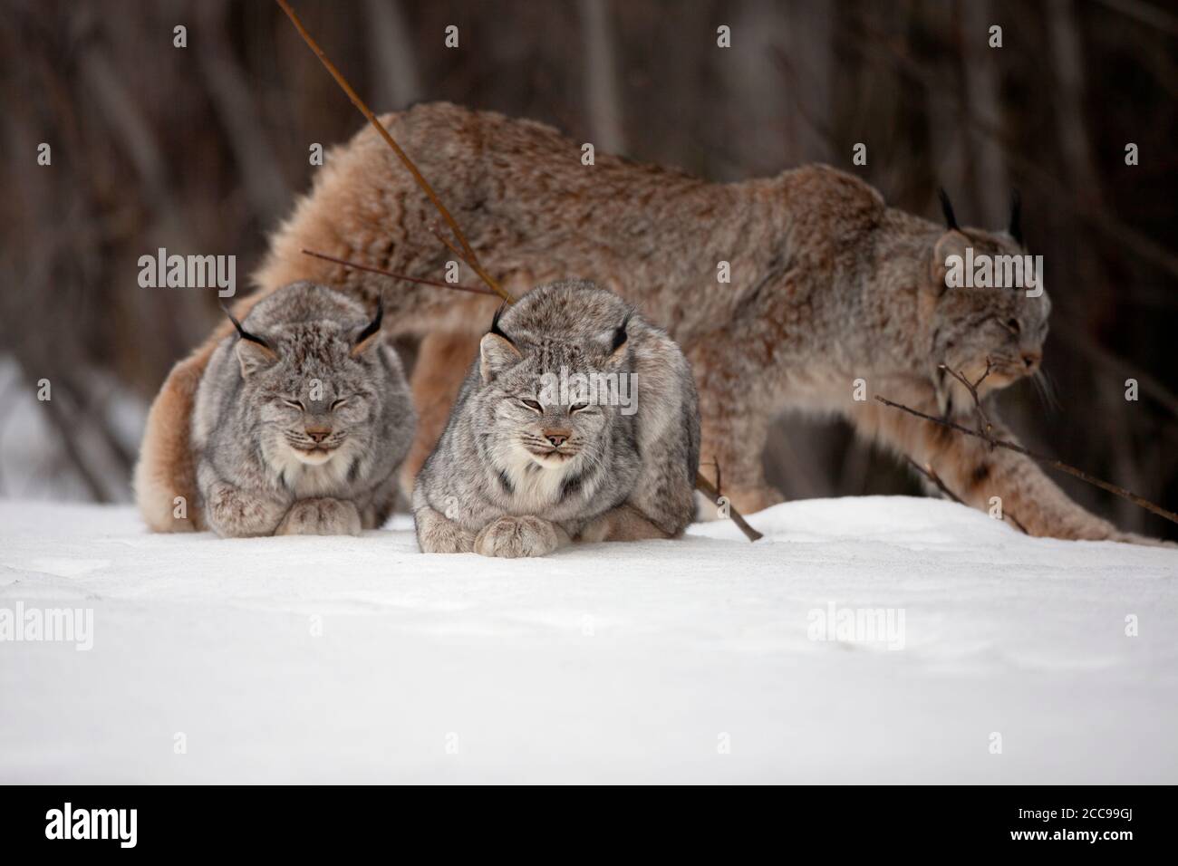 Famiglia canadese Lynx (Lynx canadensis) con due cuccioli che riposano e madre che si estende in un habitat forestale invernale innevato. Foto Stock