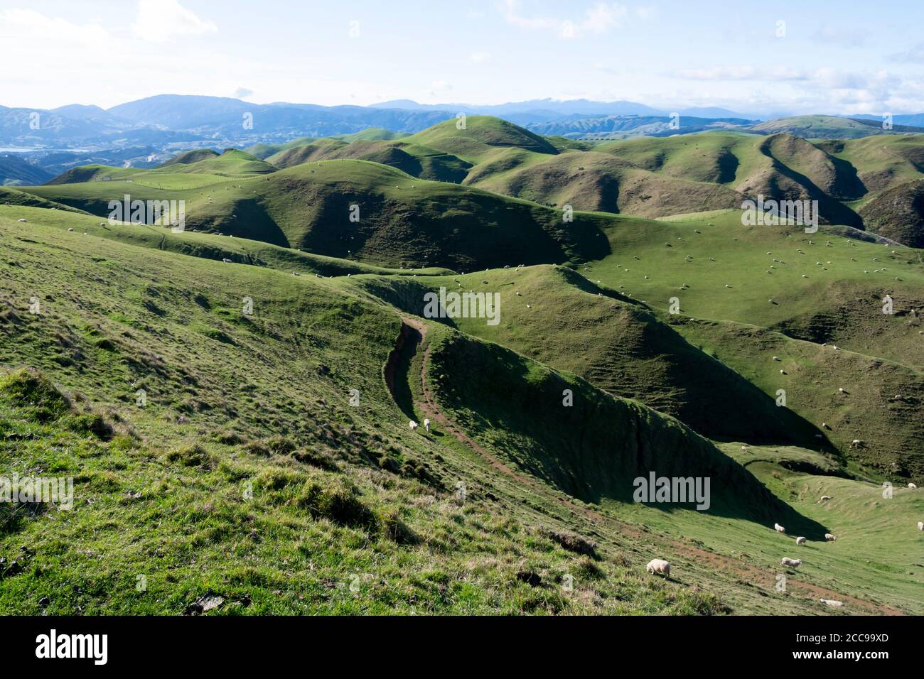 Colline ondulate e terreni agricoli, Belmont Regional Park, Wellington, Isola del Nord, Nuova Zelanda Foto Stock