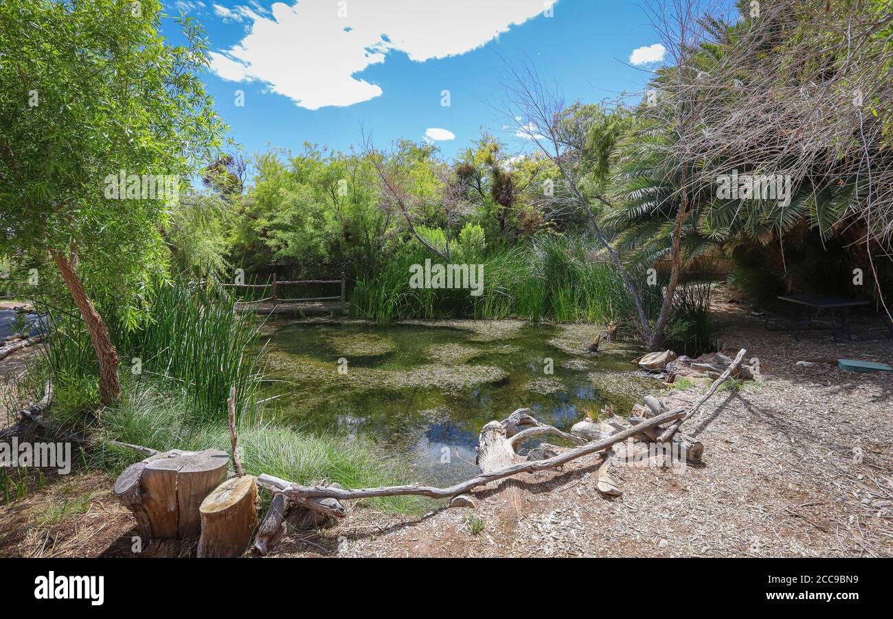 SHOSHONE, CALIFORNIA, STATI UNITI - Mar 20, 2019: La sorgente di Shoshone è una sorgente calda naturale e un habitat nativo per il marionista Shoshone, creduto ad h Foto Stock