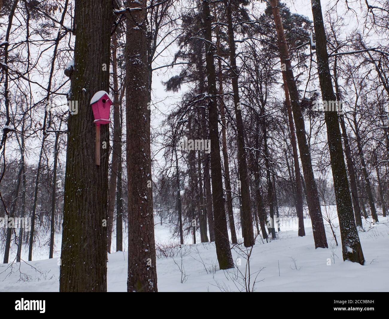 Birdhouse rosa su un albero nel parco innevato invernale. Foto Stock