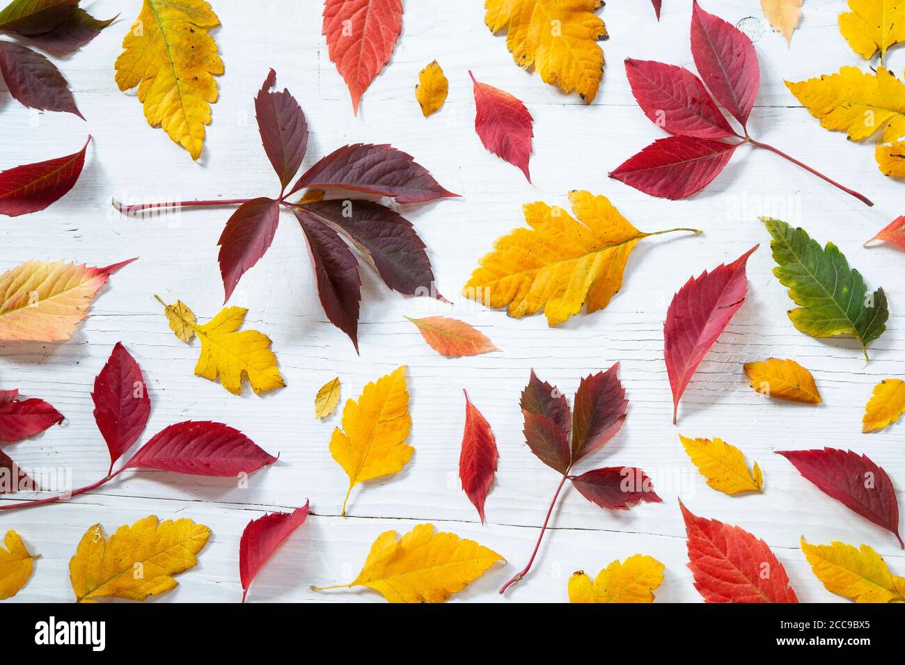 Foglie d'autunno colorate su sfondo di legno bianco Foto Stock