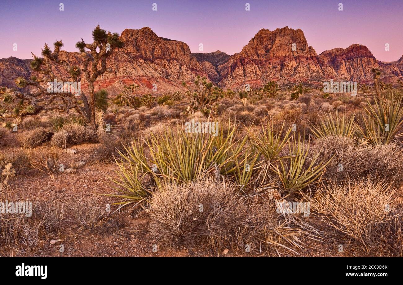 Yucche di banana, alberi di Joshua di fronte alle rocce di arenaria Bluff all'alba nella zona del Red Rock Canyon, nel deserto di Mojave vicino a Las Vegas, Nevada, Stati Uniti Foto Stock