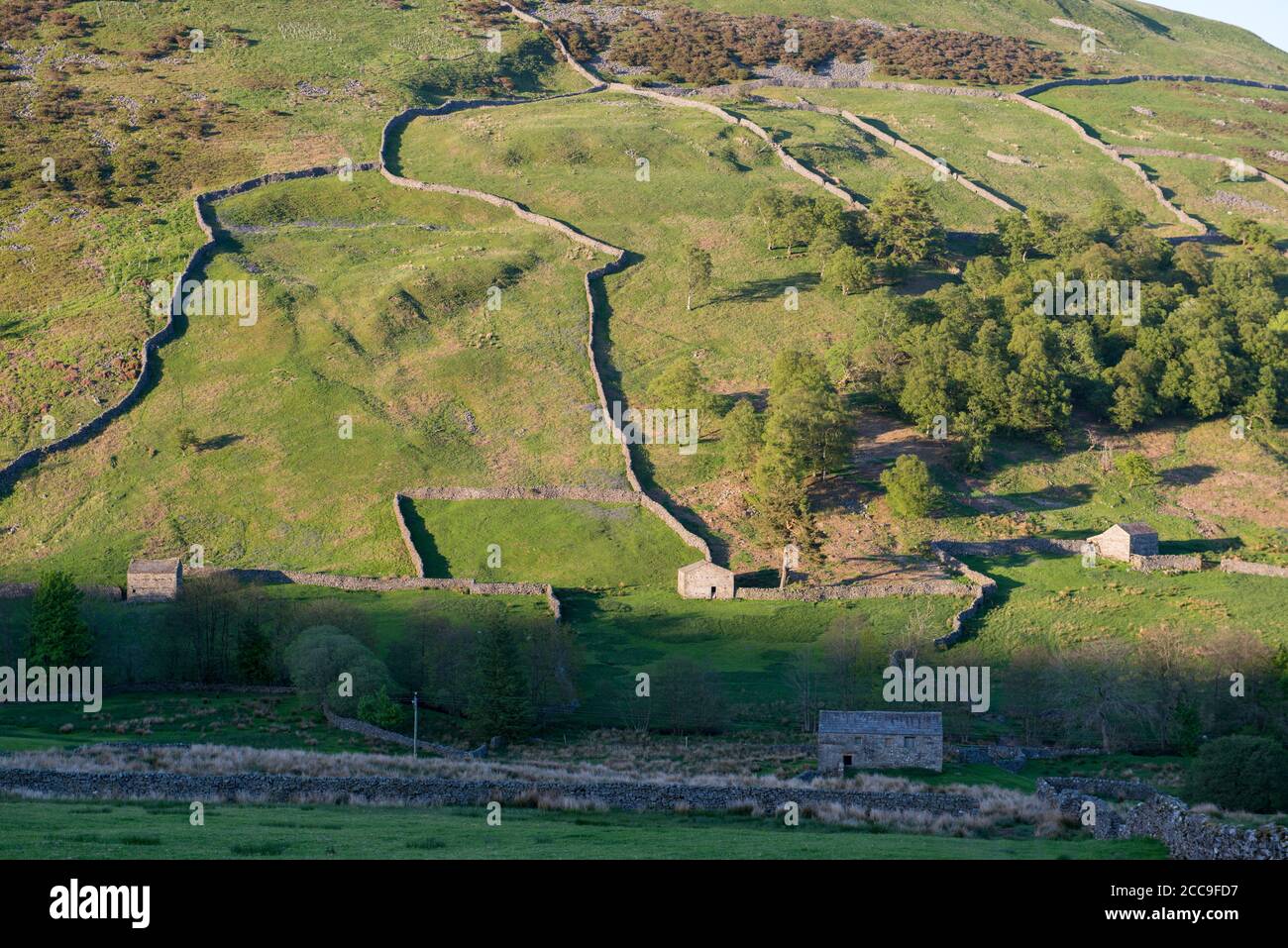 Vista serale di prati e alberi con lunghe ombre e tipiche pareti in pietra a secco che corrono su una collina a Swaledale, Yorkshire Dales Foto Stock