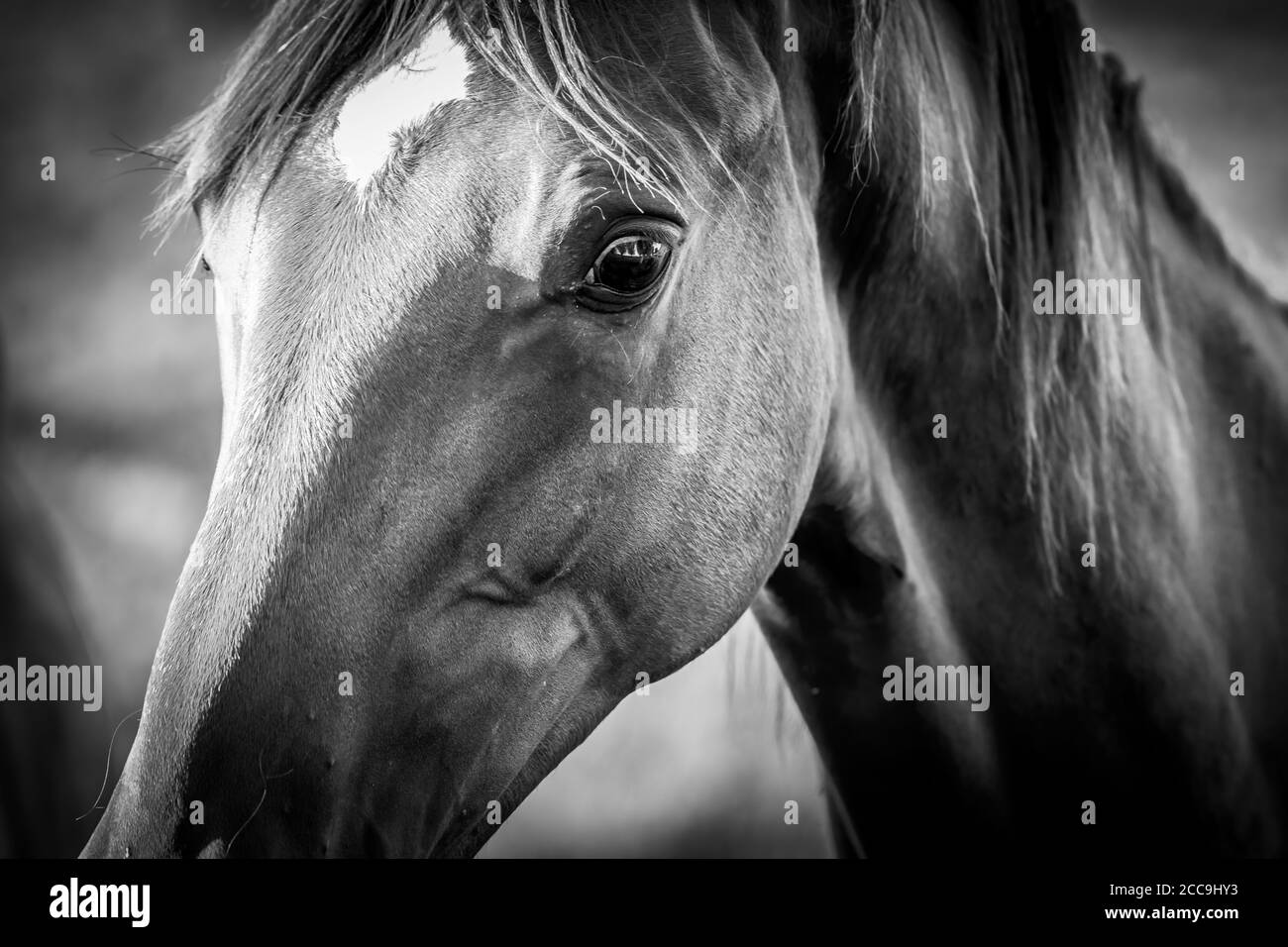 ritratto artistico scuro di un cavallo in bianco e nero sfocatura dello sfondo selettiva della scala dei grigi Foto Stock