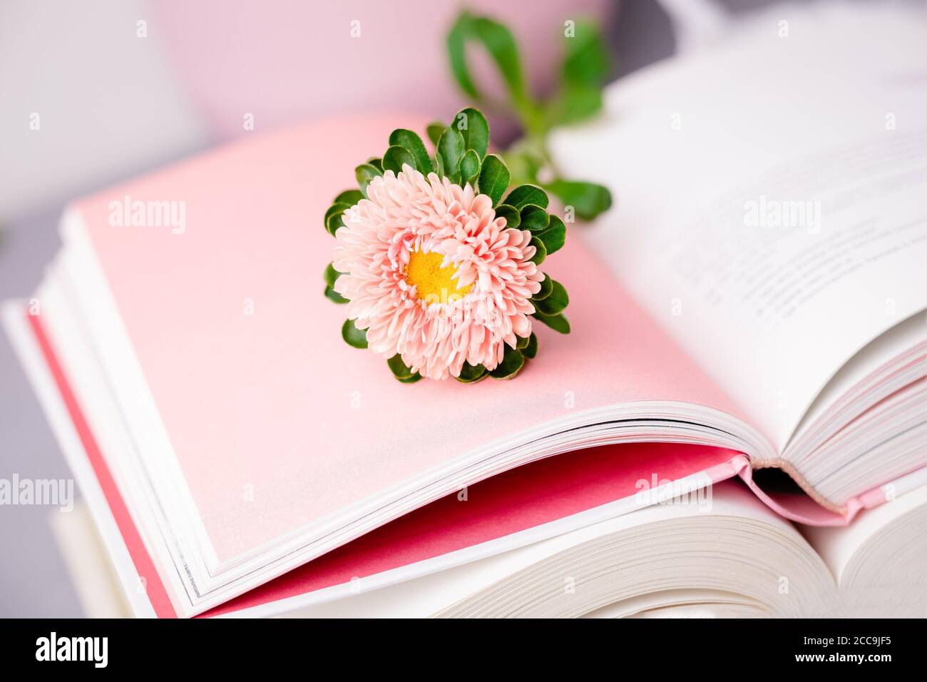 Fiore rosa d'autunno su un libro aperto. Foto pastello, spazio di copia Foto Stock