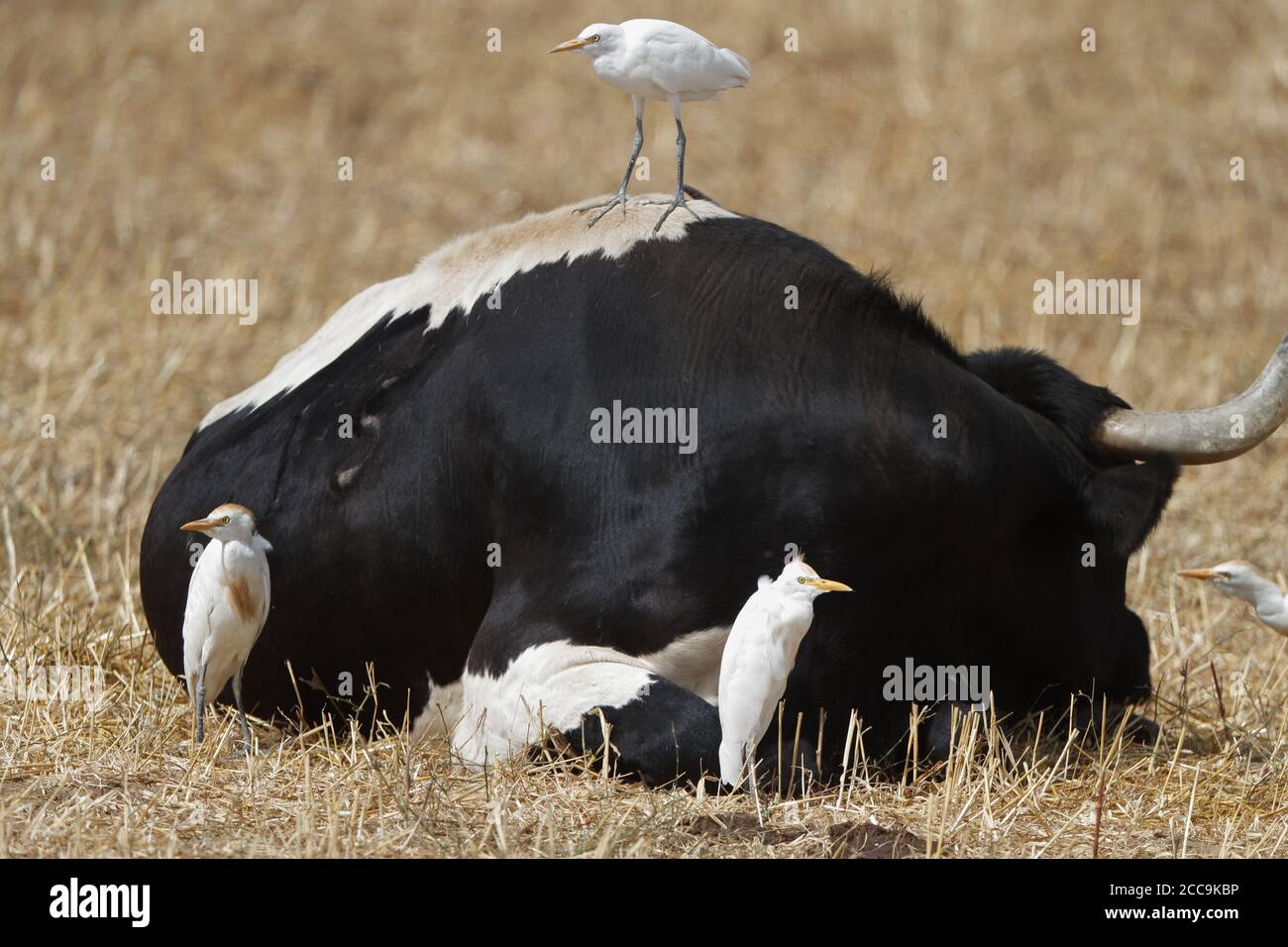 Cattle Egrets (Bubulcus ibis) seduto su e vicino a un toro a la Janda, Andalusia in Spagna. Foto Stock