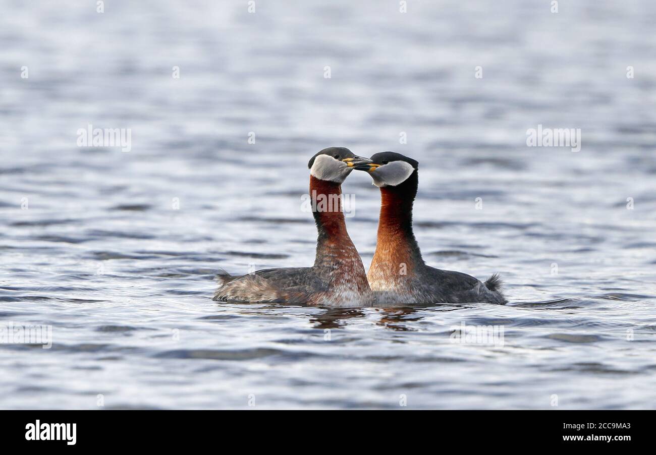 Corteggiamento di due Grebes adulti a collo rosso (Podiceps griseigena) su un lago d'acqua dolce in Danimarca. Coppia di visualizzazione sull'acqua. Foto Stock