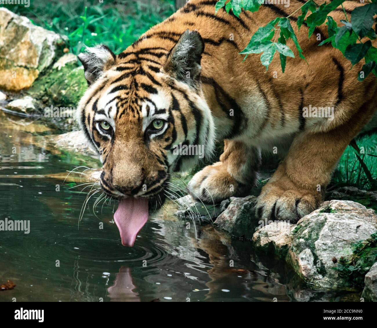 Tiger che attacca la sua lingua fuori mentre beve acqua da un stagno Foto Stock