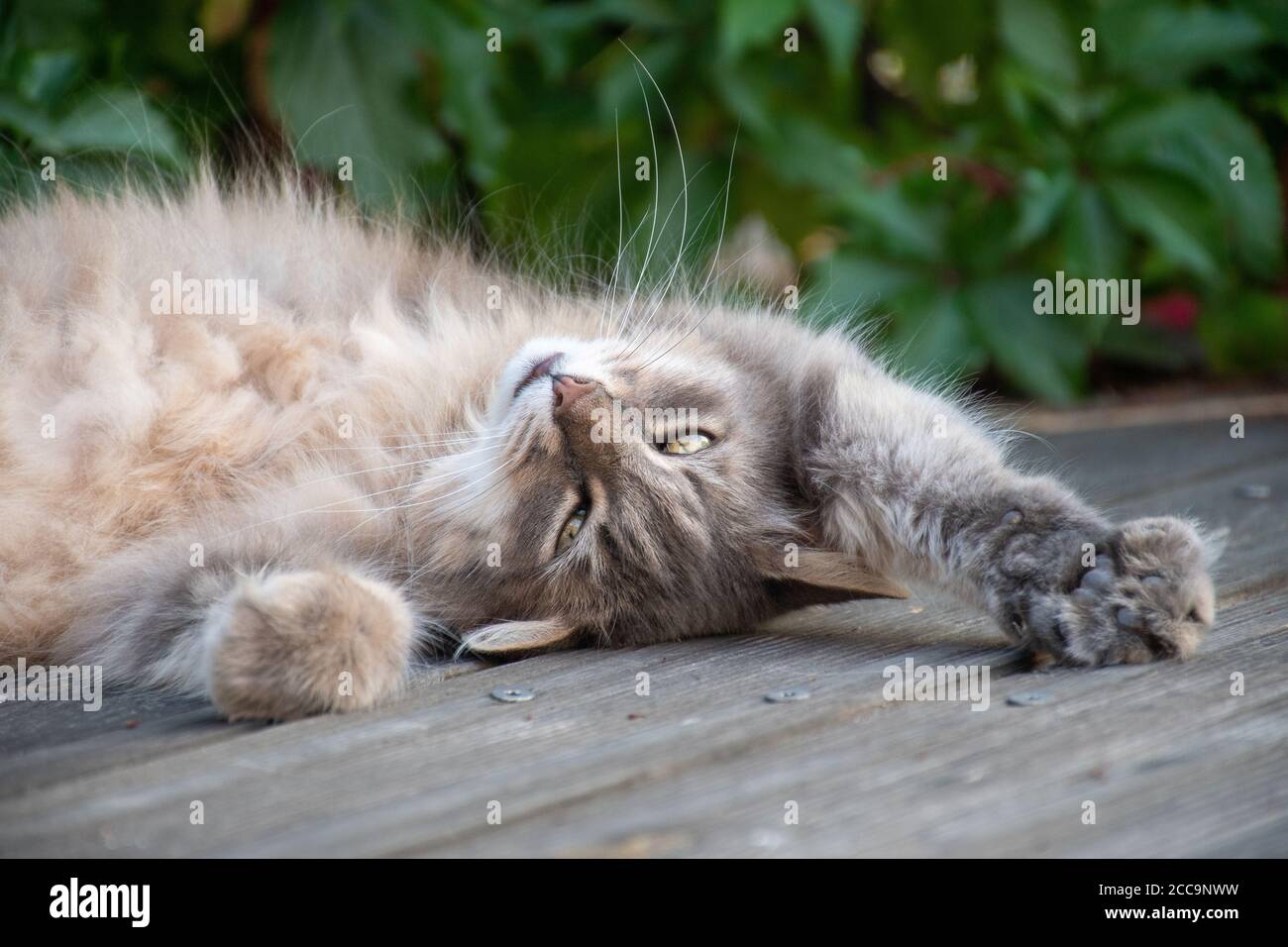 Gatto sdraiato a terra, la testa capovolta, così carino, così bello e pieno d'amore Foto Stock