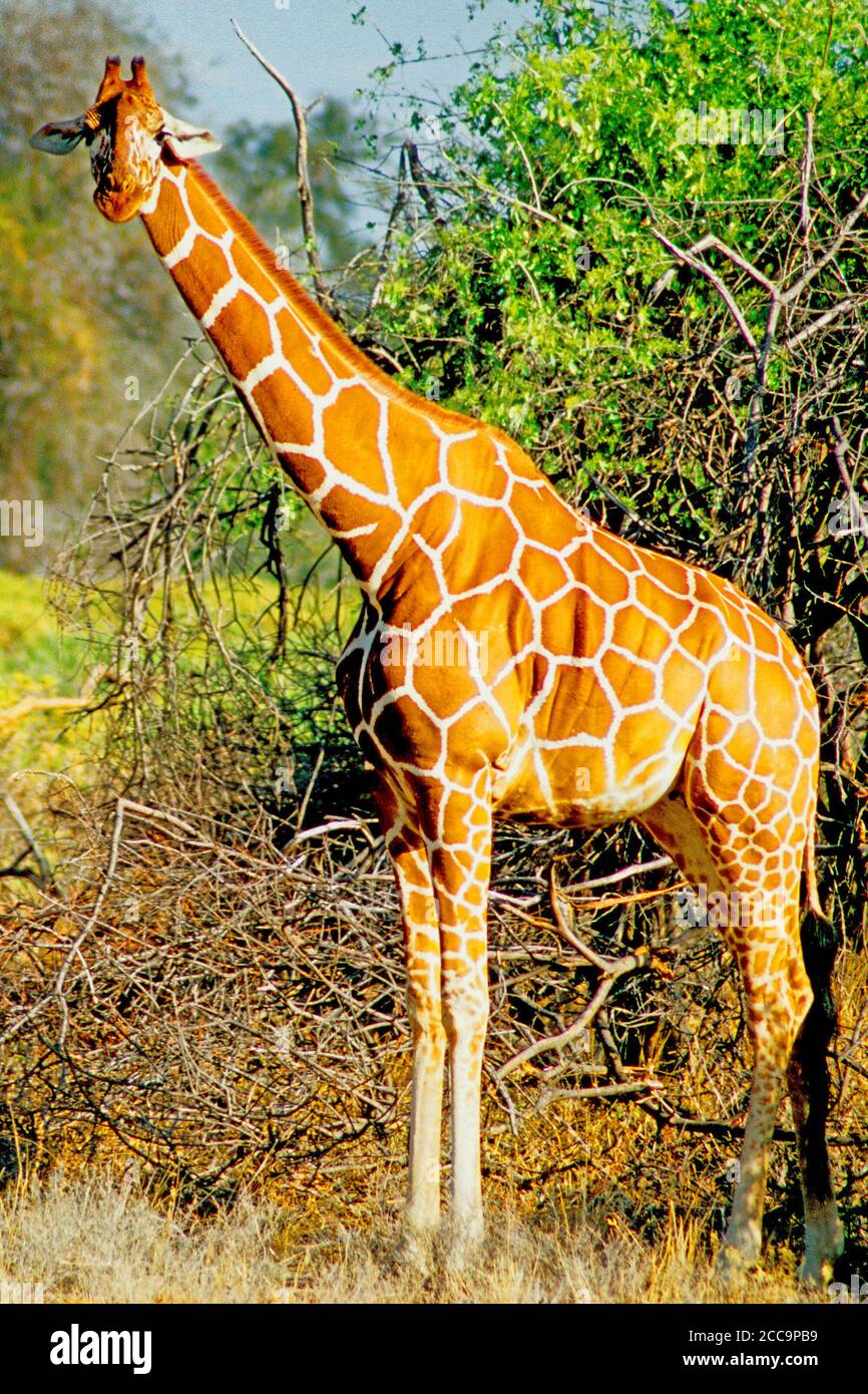 GIRAFFE NEL KENYA SELVAGGIO Foto Stock