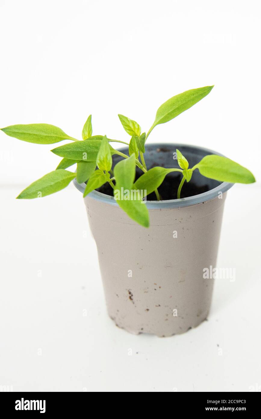 Pianta di peperone crescente dal seme di un supermercato Ha acquistato il  peperone Foto stock - Alamy