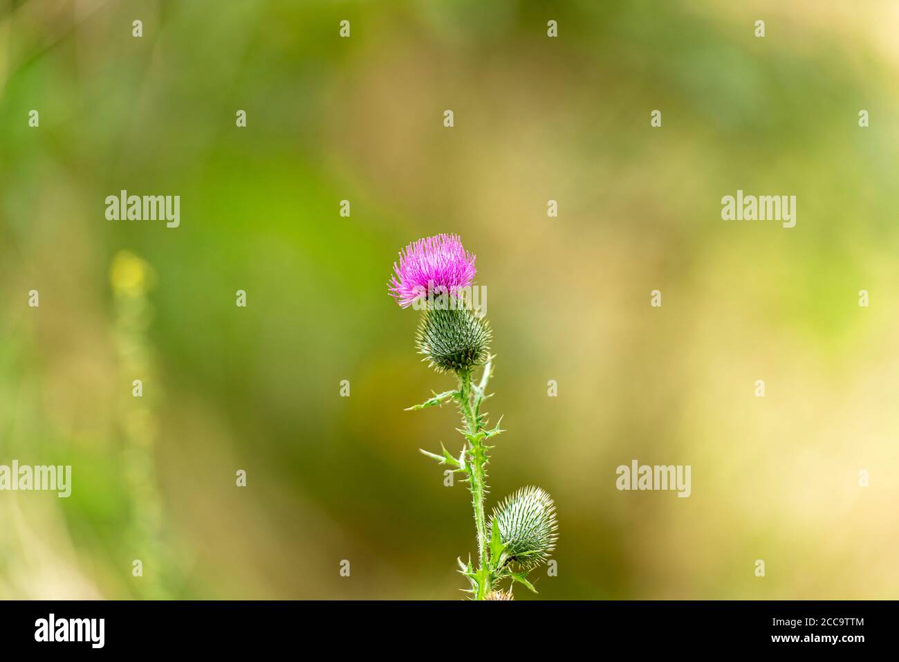 Thistle fiore come simbolo della Scozia Foto Stock