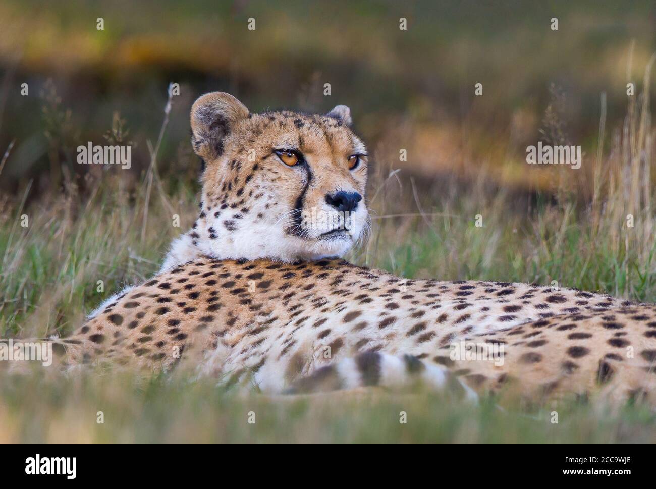 Primo piano ghepardo animale (Achinonyx jubatus) isolato all'aperto in erba lunga, West Midland Safari Park, Regno Unito. Grandi gatti in cattività. Foto Stock