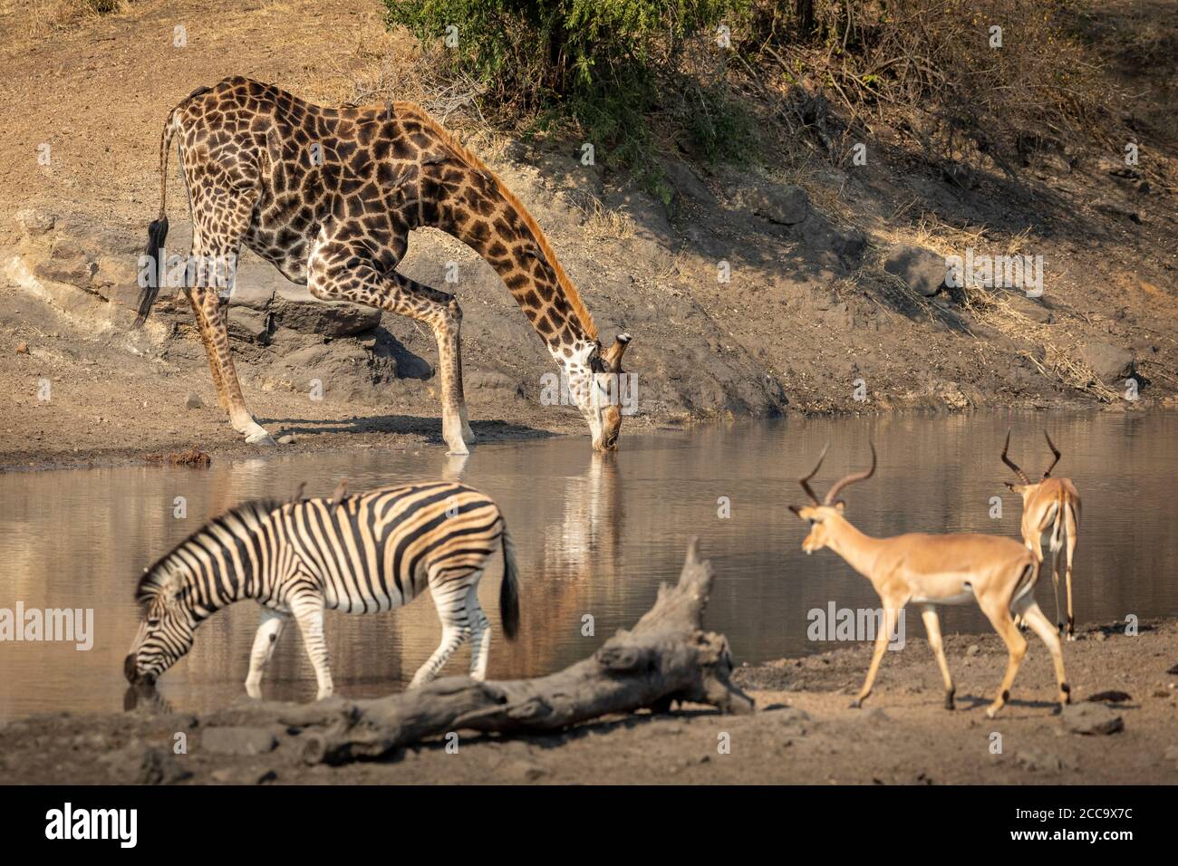 Giraffa, zebra e due impala adulti che si erigono al bordo del fiume bevendo acqua al sole del pomeriggio a Kruger Sud Africa Foto Stock