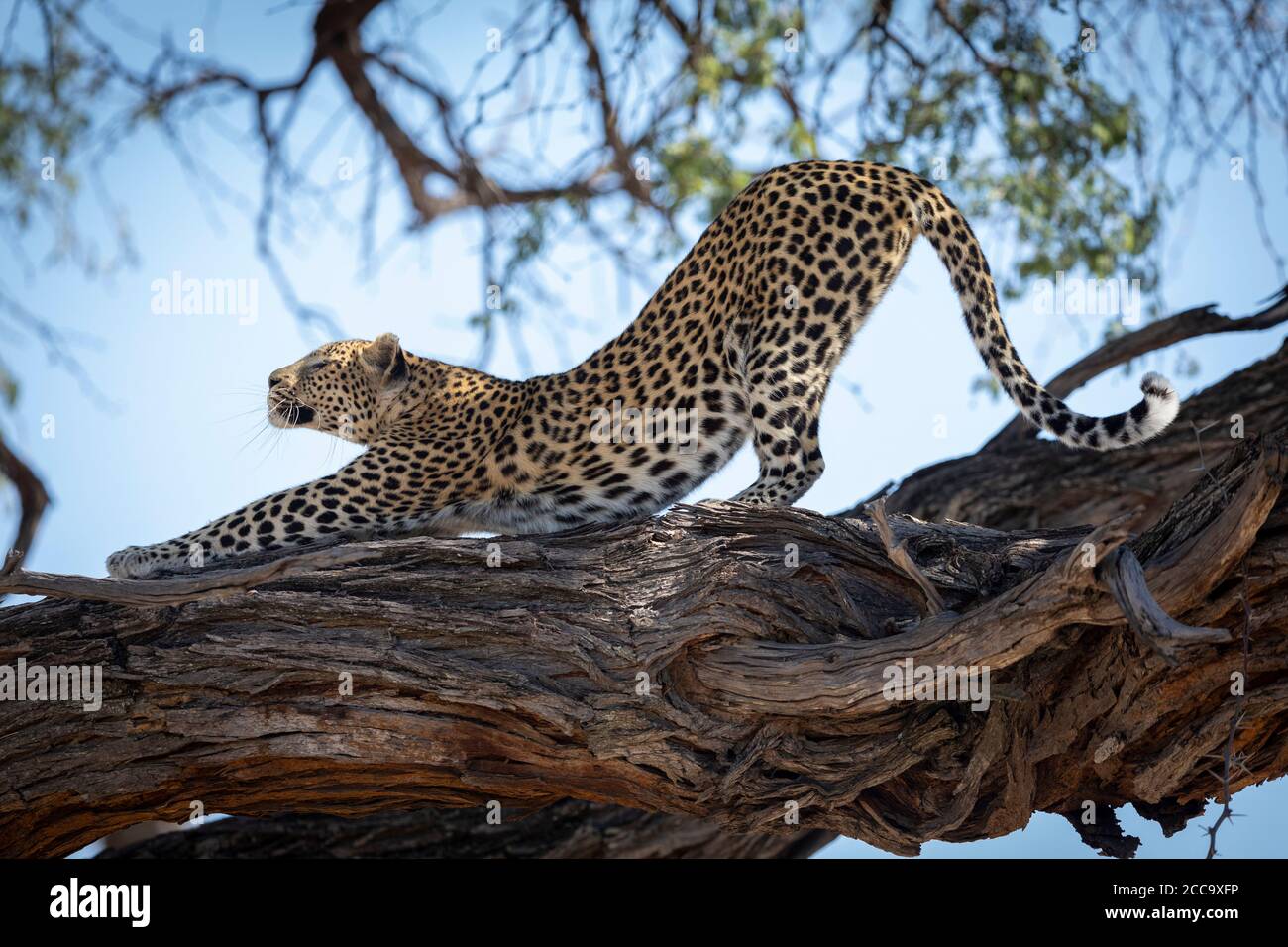 Leopardo che si estende su un albero nel fiume Khwai in Okavango Delta in Botswana Foto Stock