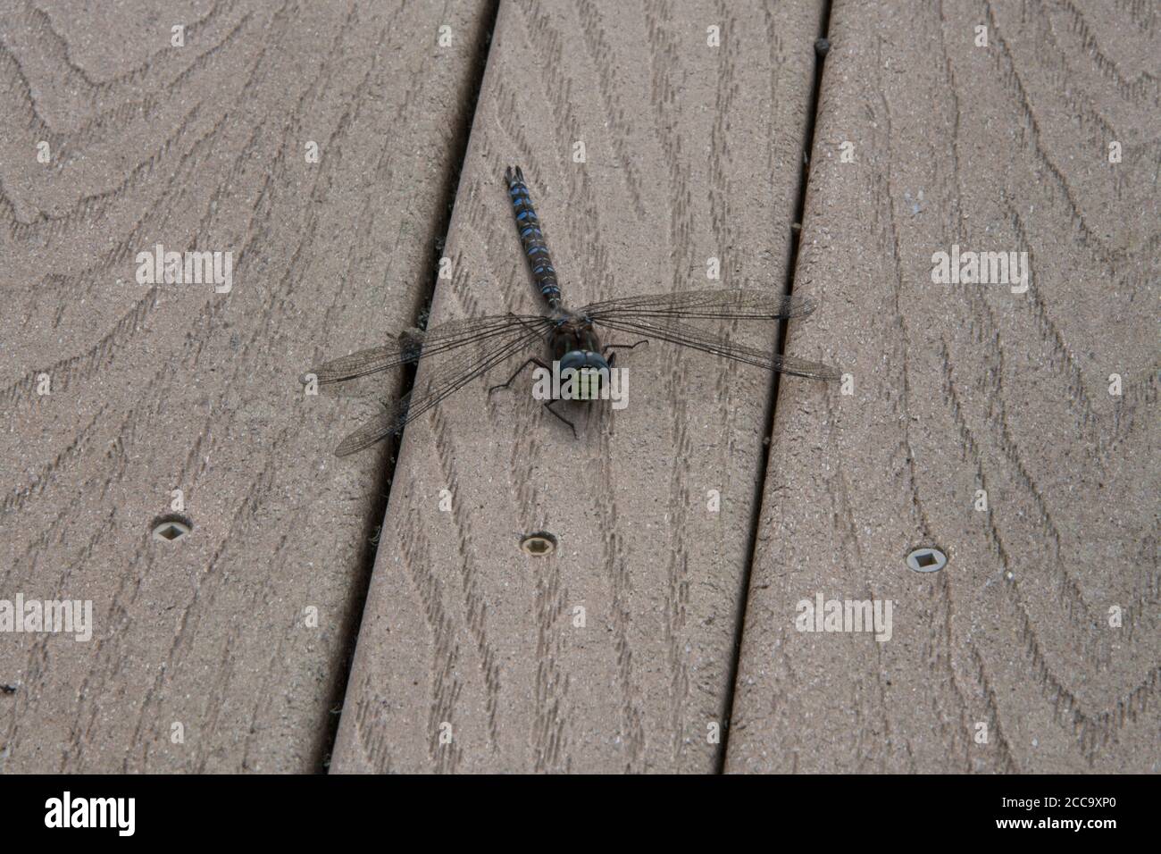 Fairbanks Alaska Dragonfly Foto Stock