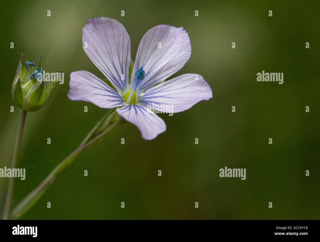 Fiore Flax pallido, Linum bienne Foto Stock