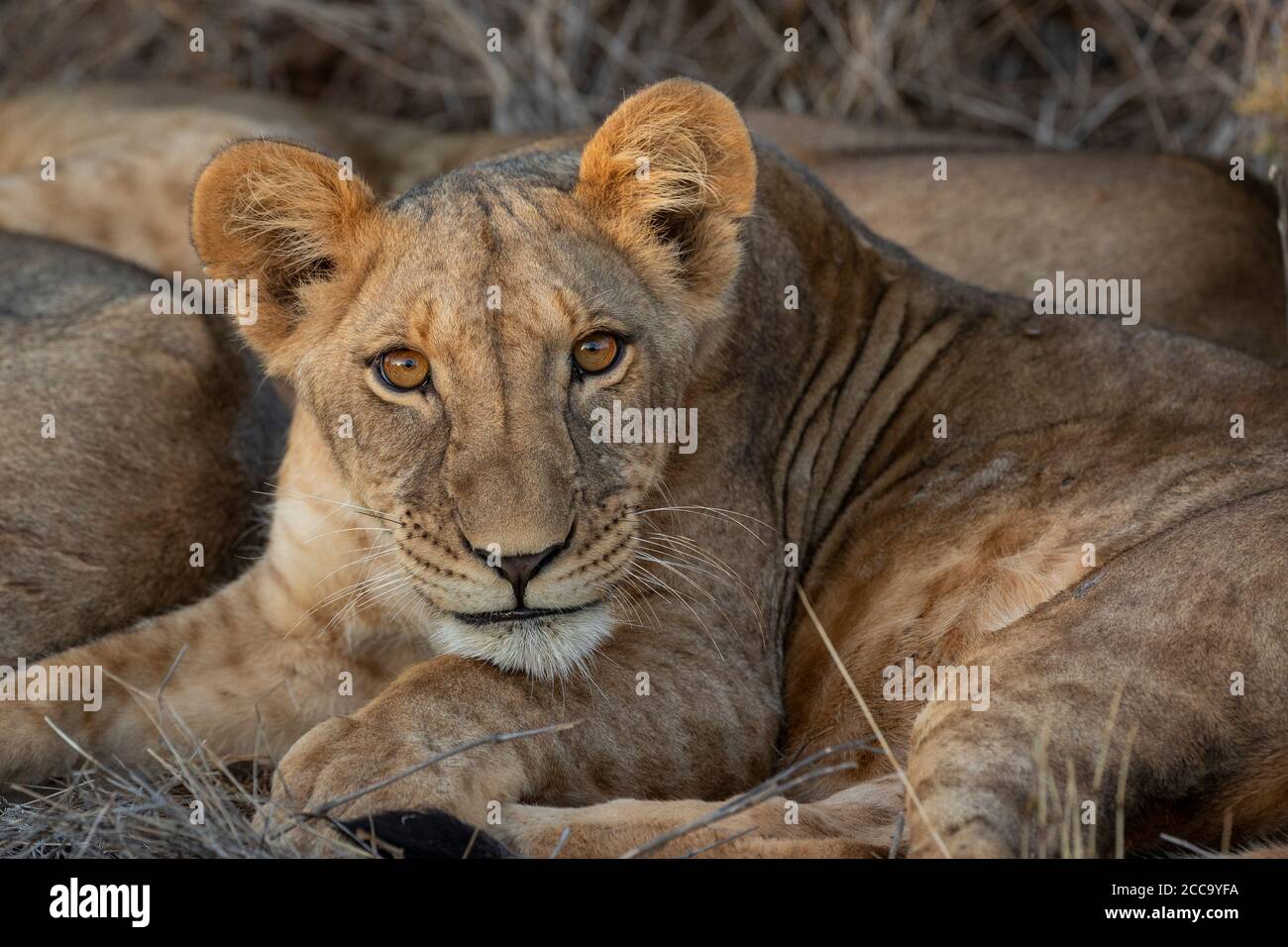 Leone del bambino carino con gli occhi grandi bei ravvicinato in su che guarda Molto interessato al Parco Nazionale di Samburu in Kenya Foto Stock