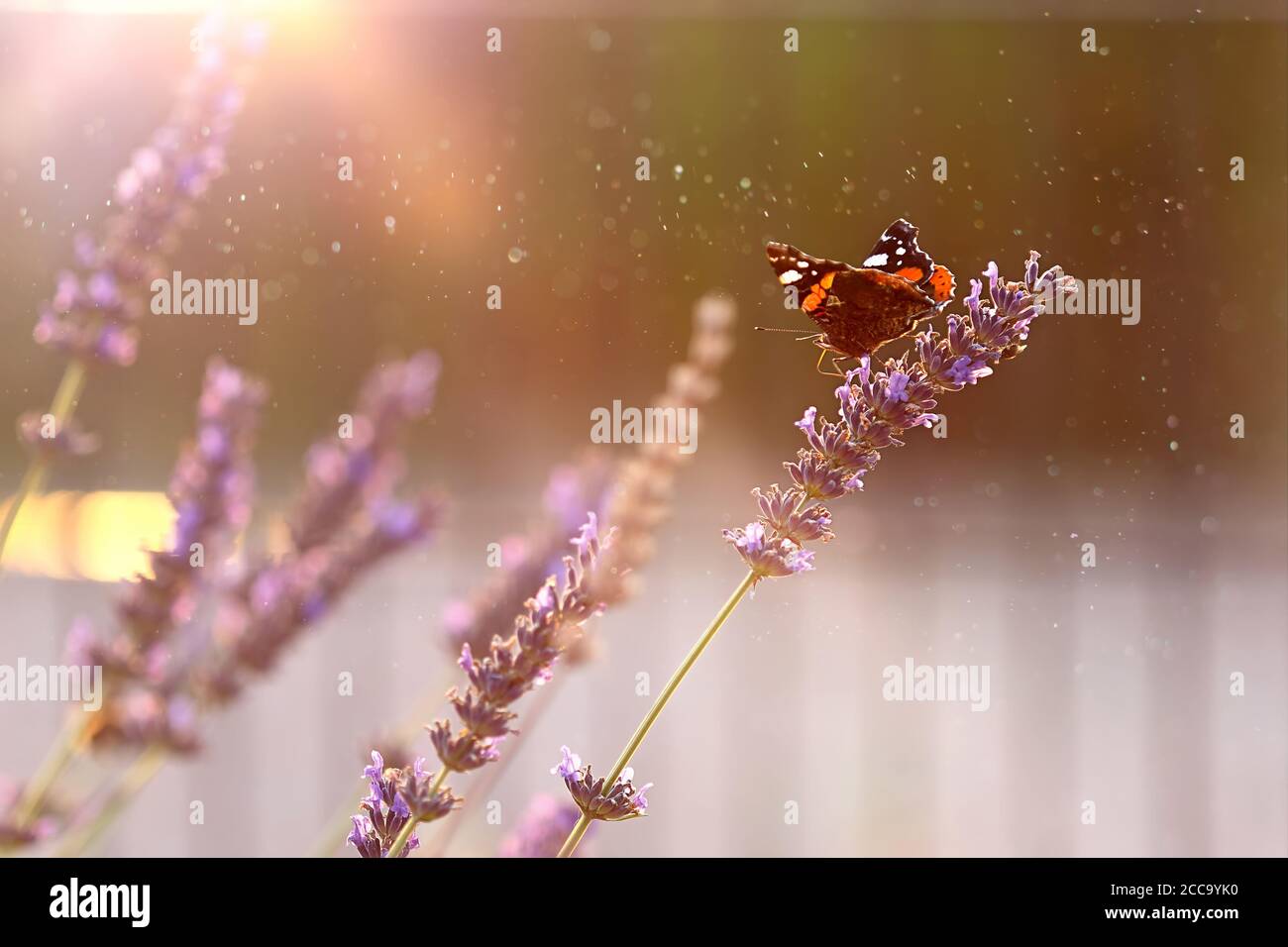 Piccola farfalla di tartaruga (Aglais orticae) siede su fiori di lavanda nel pomeriggio estivo e spazio vuoto per il testo Foto Stock