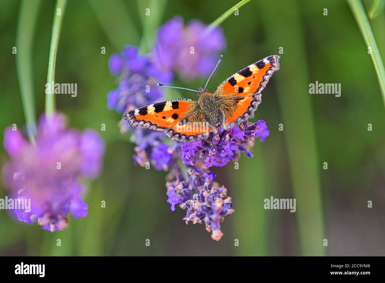 Piccola farfalla di tartaruga (Aglais orticae) siede sui fiori di lavanda in estate e spazio vuoto per testo Foto Stock
