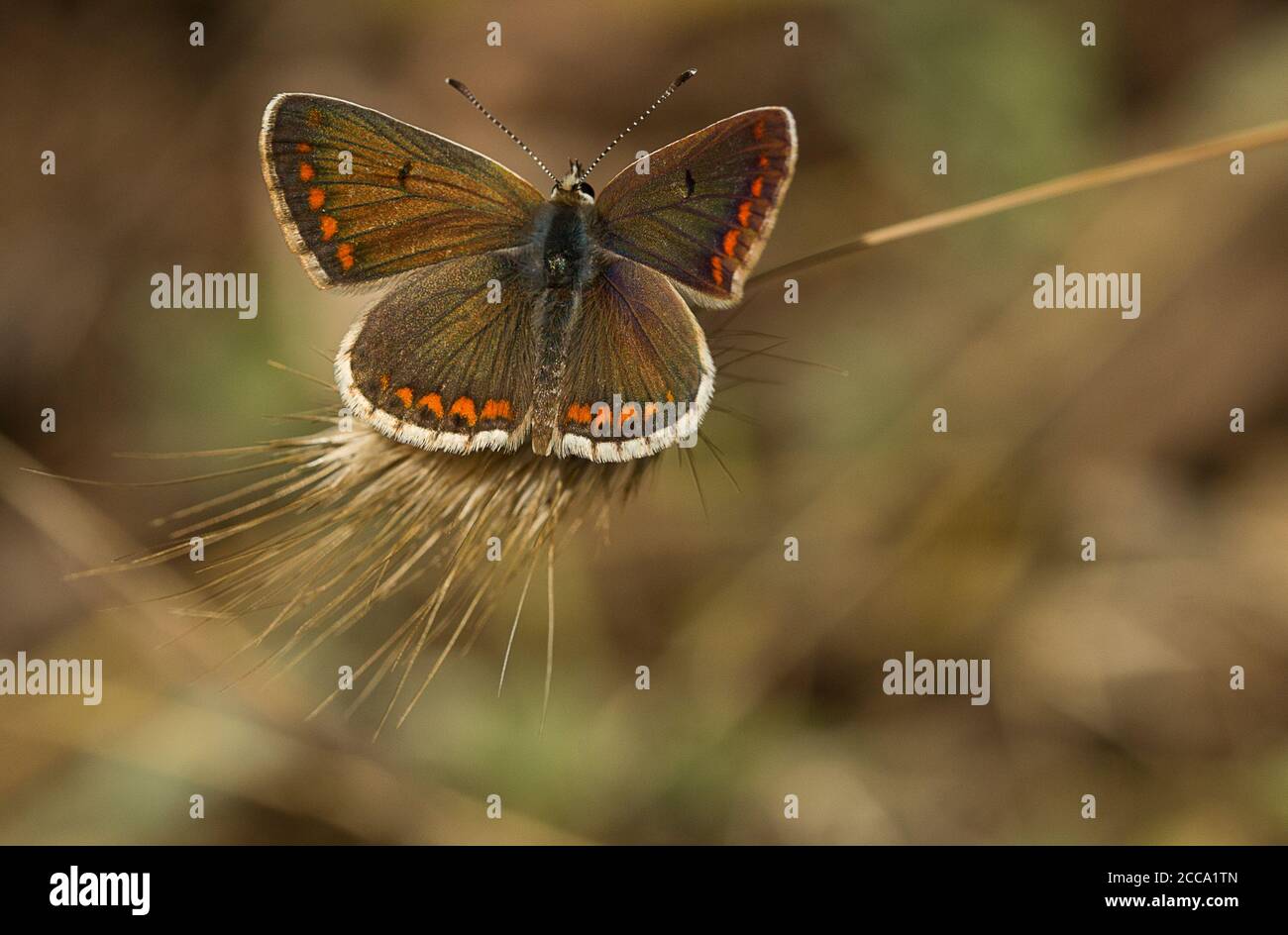 Farfalla di montagna Argus, Aricia artaxerxes basandosi su una testa d'erba. Foto Stock