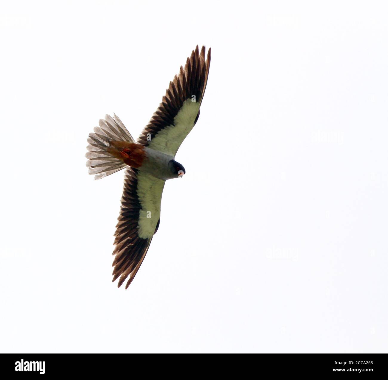 Amur Falcon (Falco amurensis) maschio adulto in Mongolia durante la migrazione primaverile. Volare in alto. Foto Stock