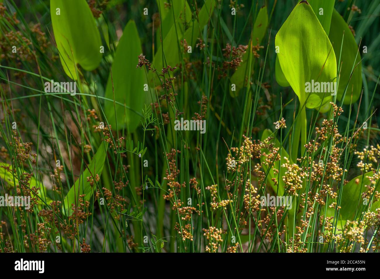 Primo piano di foglie lussureggianti di piante di punta e di punta che crescono in un giardino d'acqua. Foto Stock