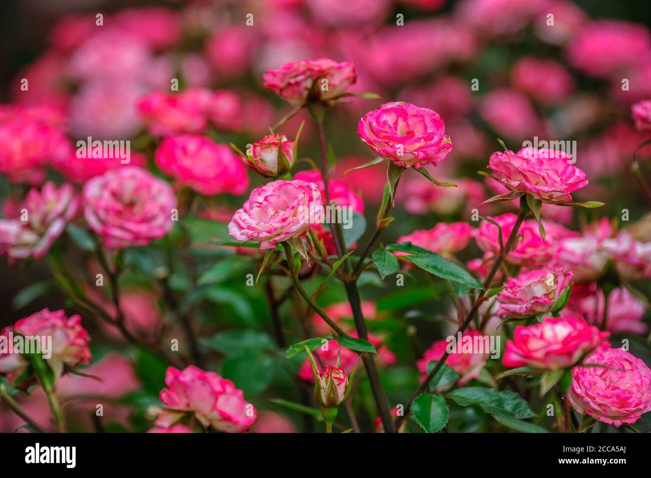 Messa a fuoco morbida per dare un effetto da sogno in questa chiusura su di rose delicate del tè Foto Stock