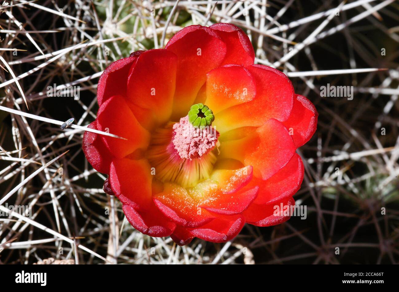 Il fiore rosso di un cactus di una tazza di claret nel deserto del sud-ovest. Foto Stock