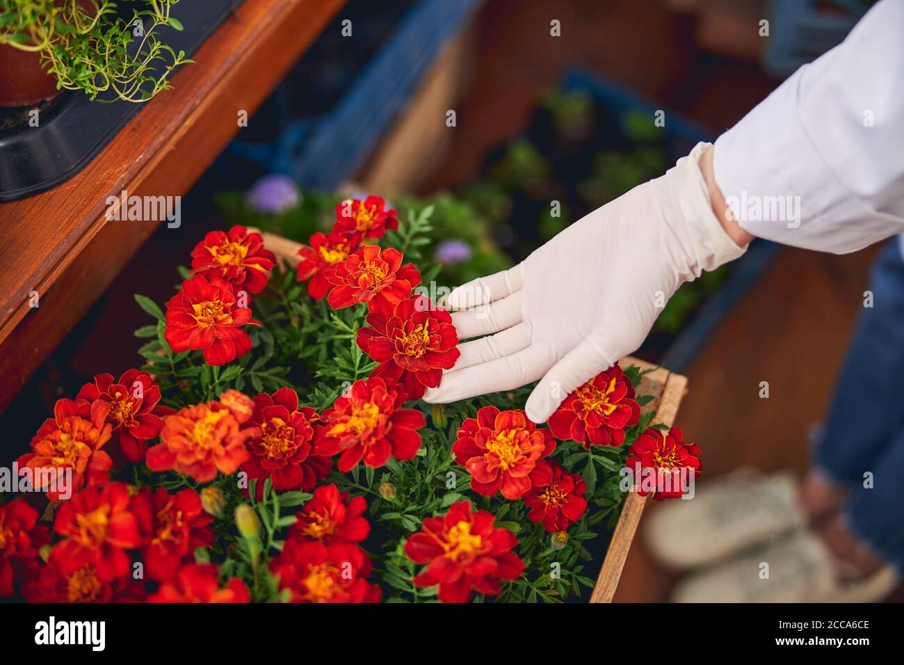 Biologo professionista che esamina i petali di un marigold francese Foto Stock